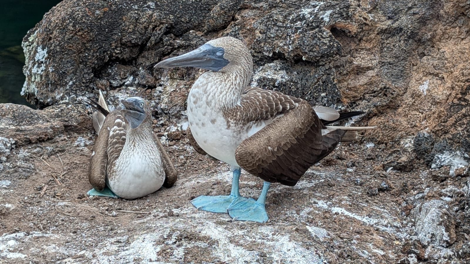 Blue footed boobie.jpeg