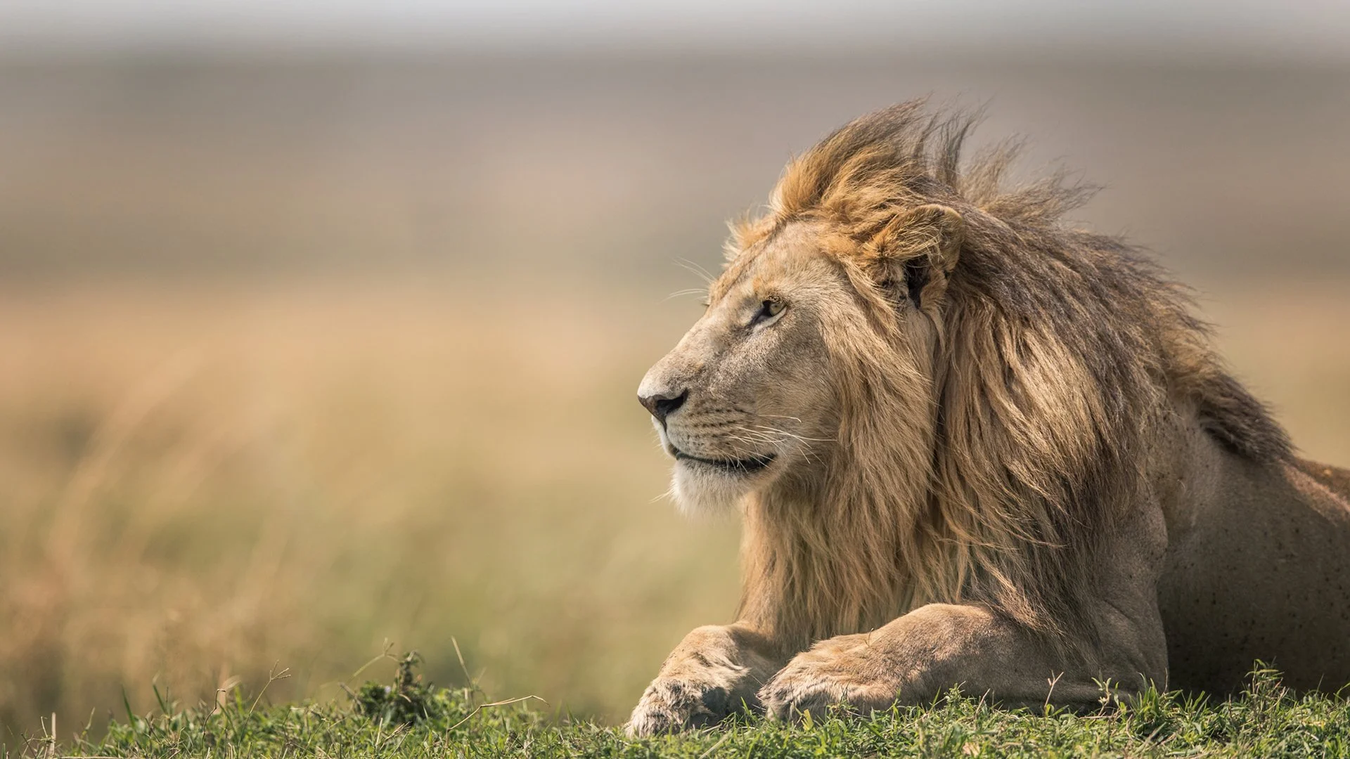 A lion resting on a grassy plain, facing sideways with a serious expression, with a blurred background.