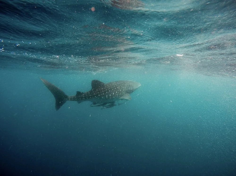 Sharks, Who Are They Really?