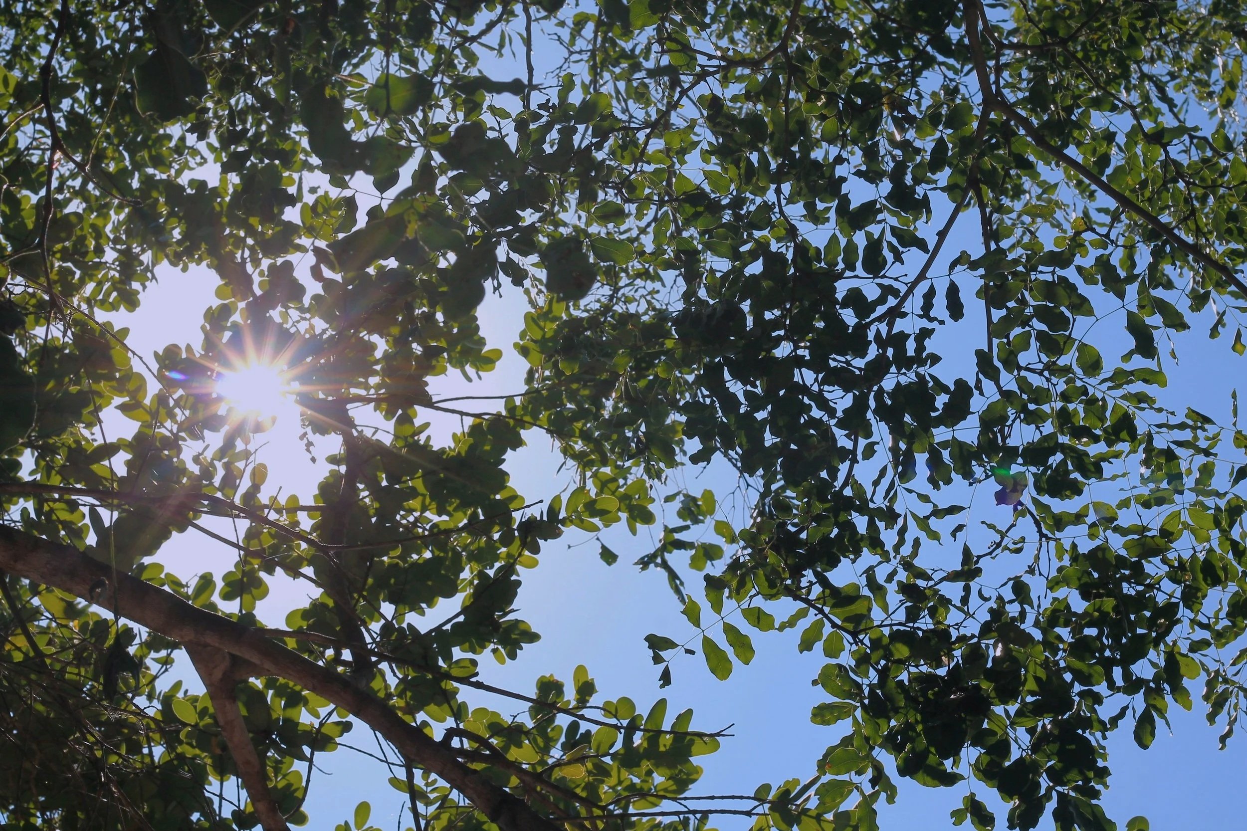 Sun shining through the leaves of a tree against a clear blue sky.