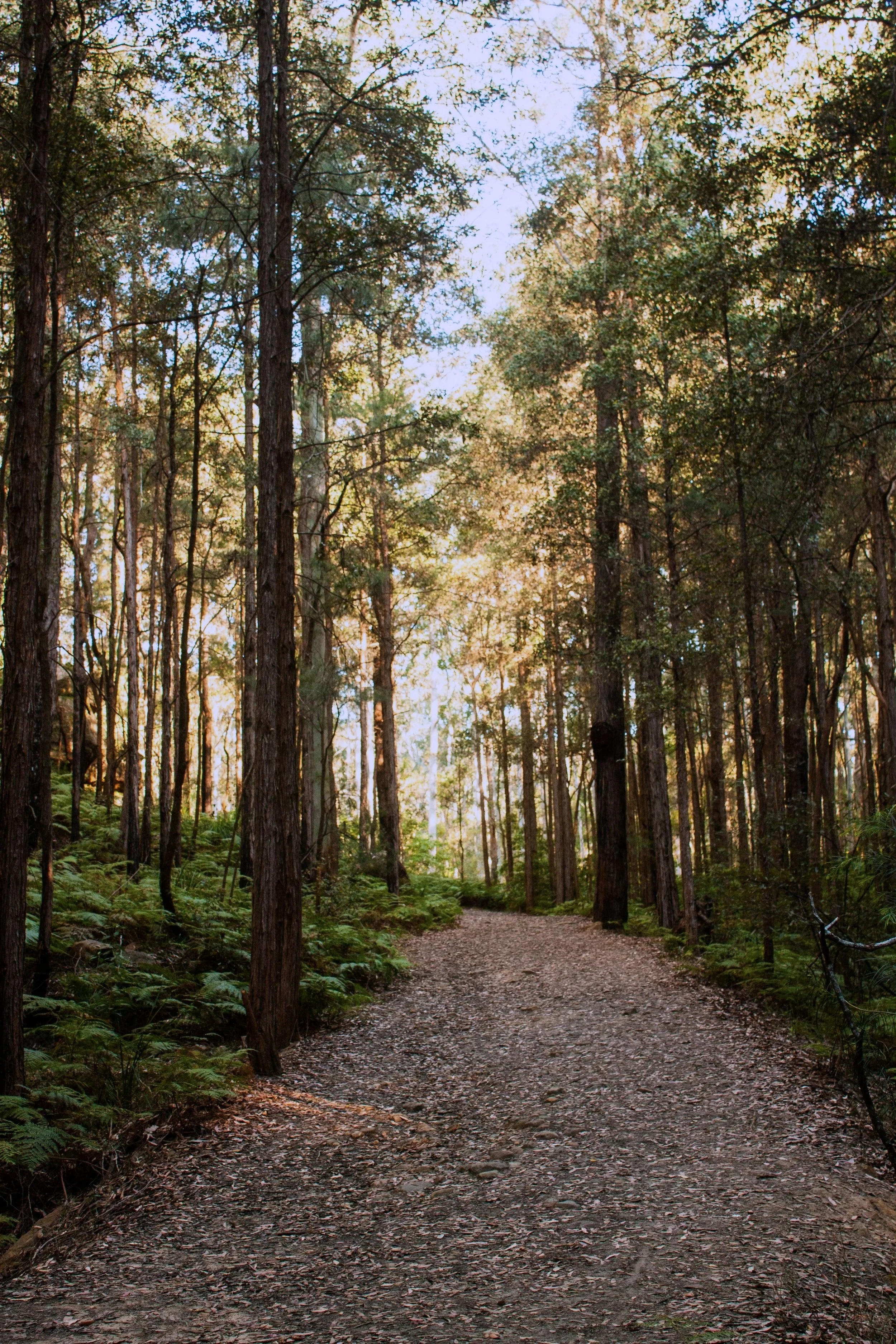 A dirt trail through a dense forest with tall trees and green foliage, sunlight streaming through the canopy.