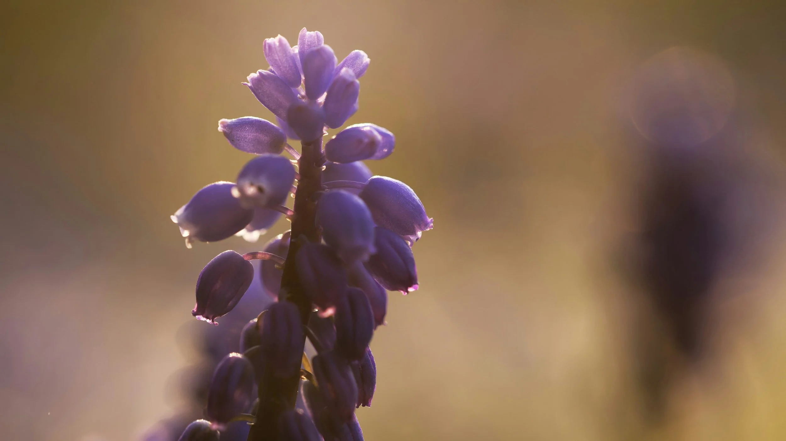 Close-up of purple lavender flower with soft blurred background.
