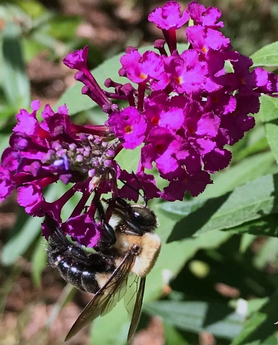 A bee collecting nectar from a purple lantana flower in a garden setting.