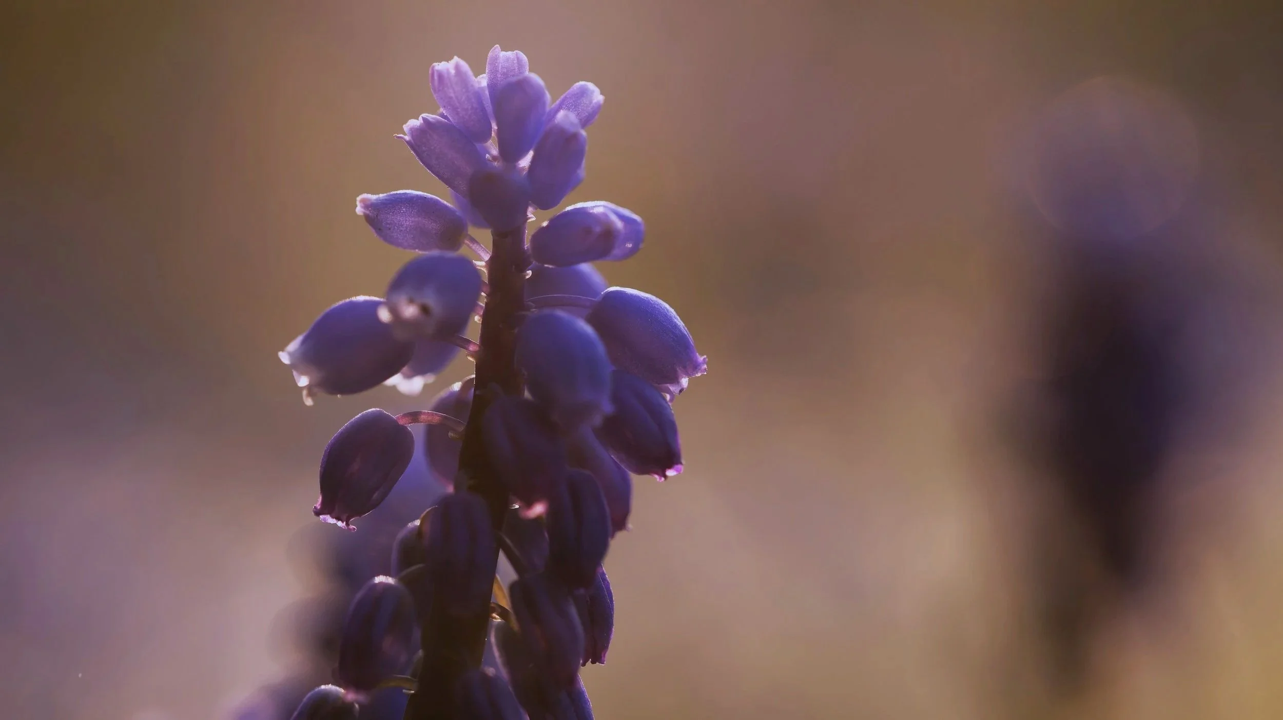 Close-up of purple lavender flowers with a blurred background.