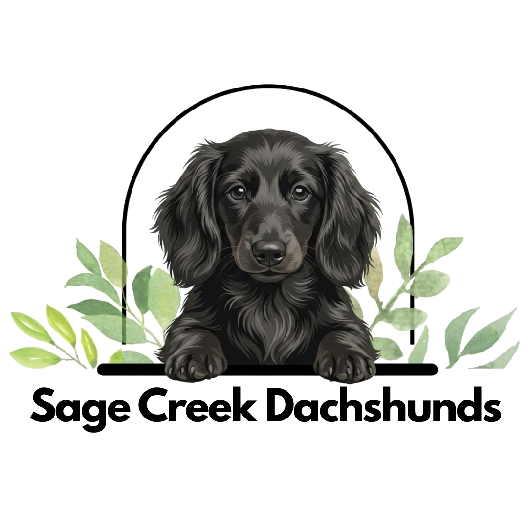 Sage Creek Dachshunds