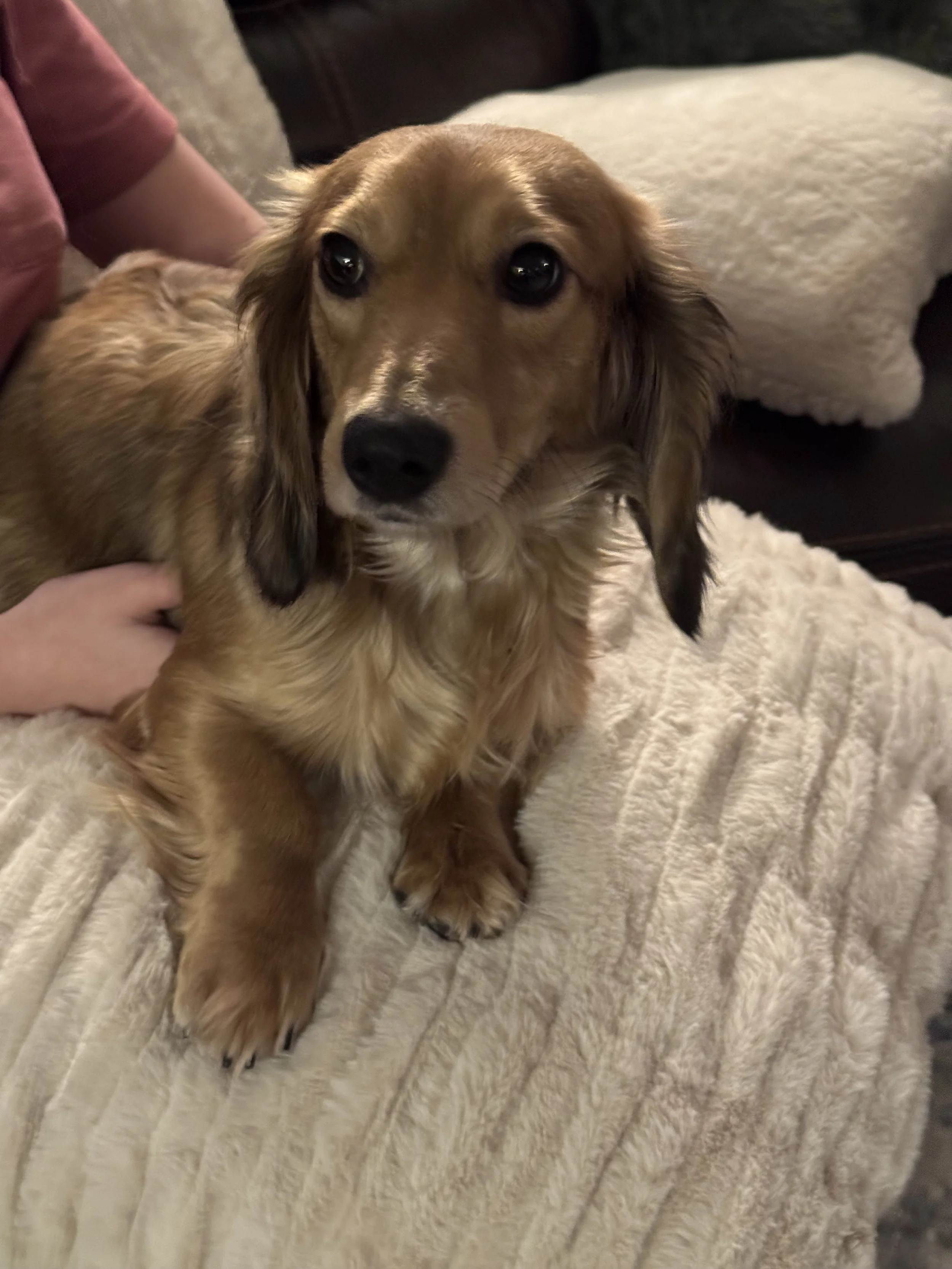 Short-Haired Miniature Dachshunds