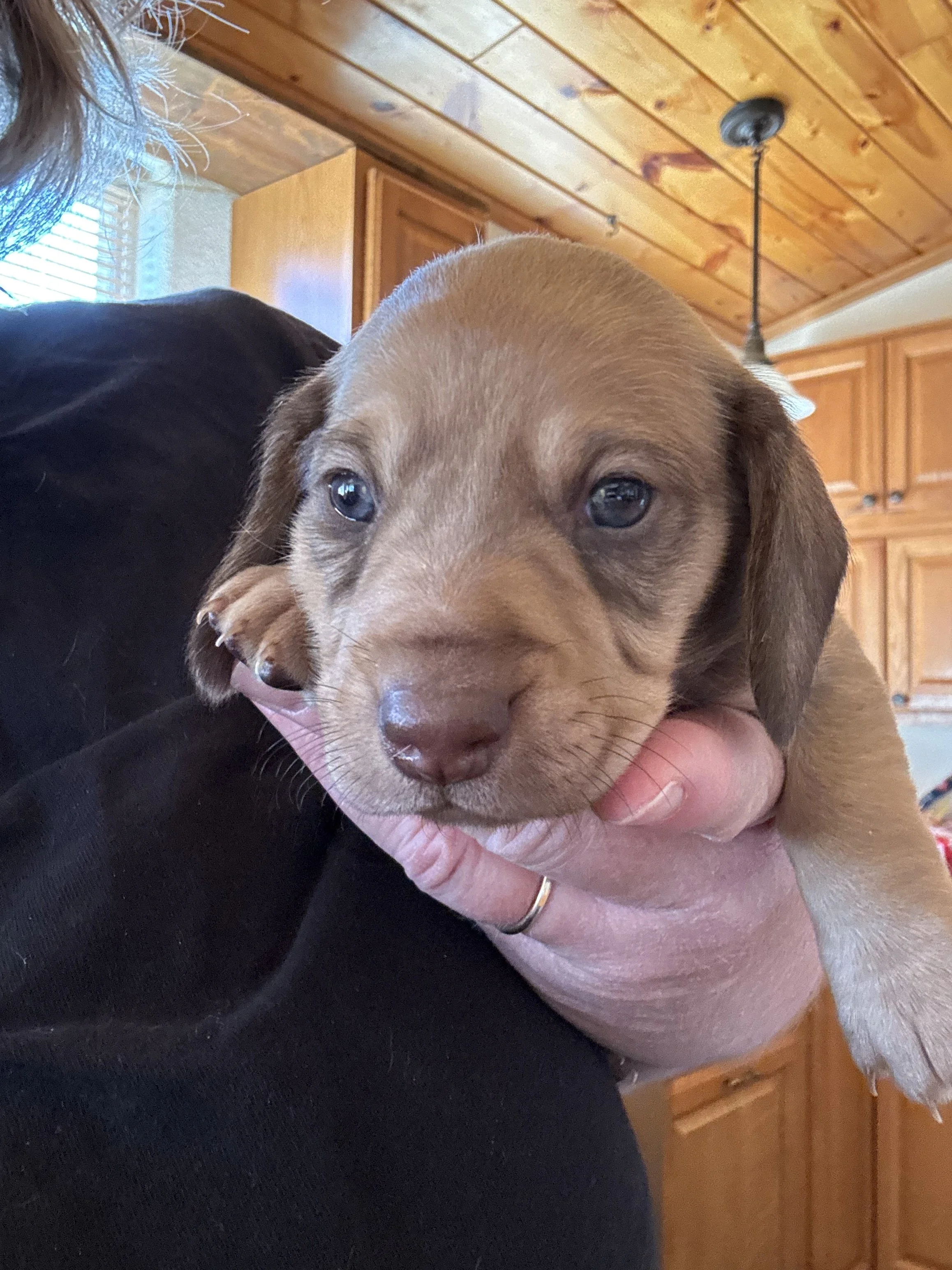 Puppy Reservation Deposit