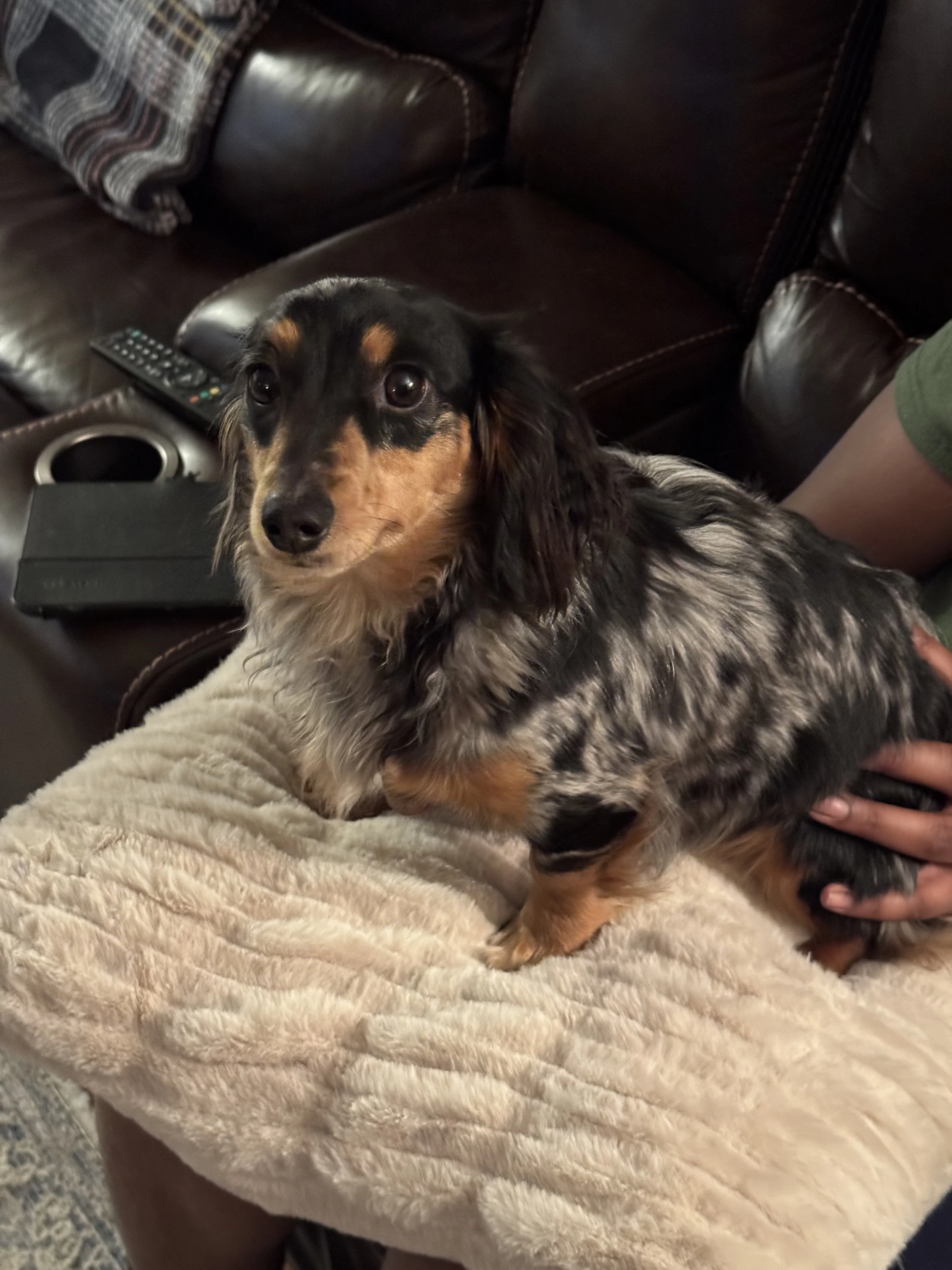Long-Haired Miniature Dachshunds