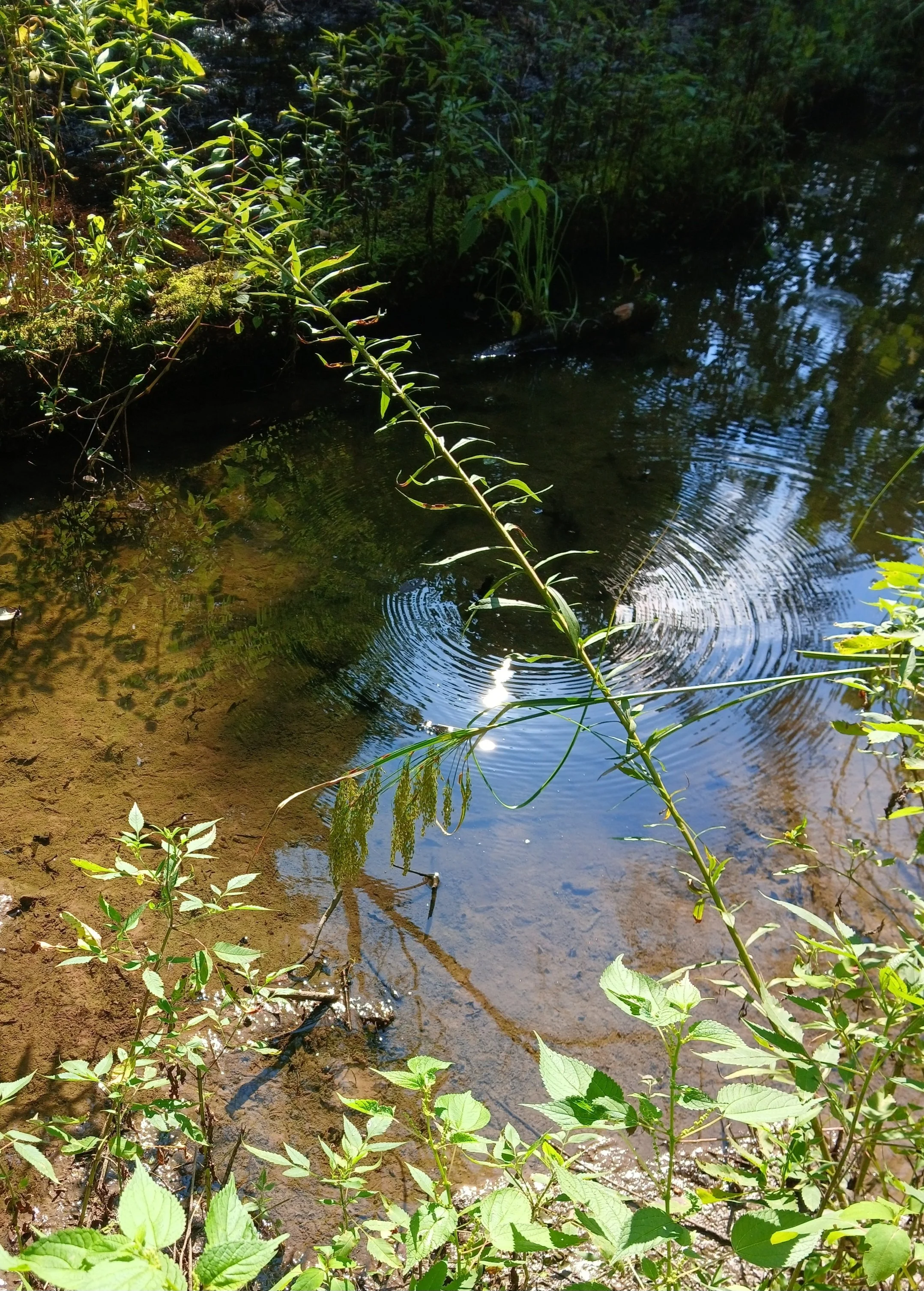 pond ripples in sun