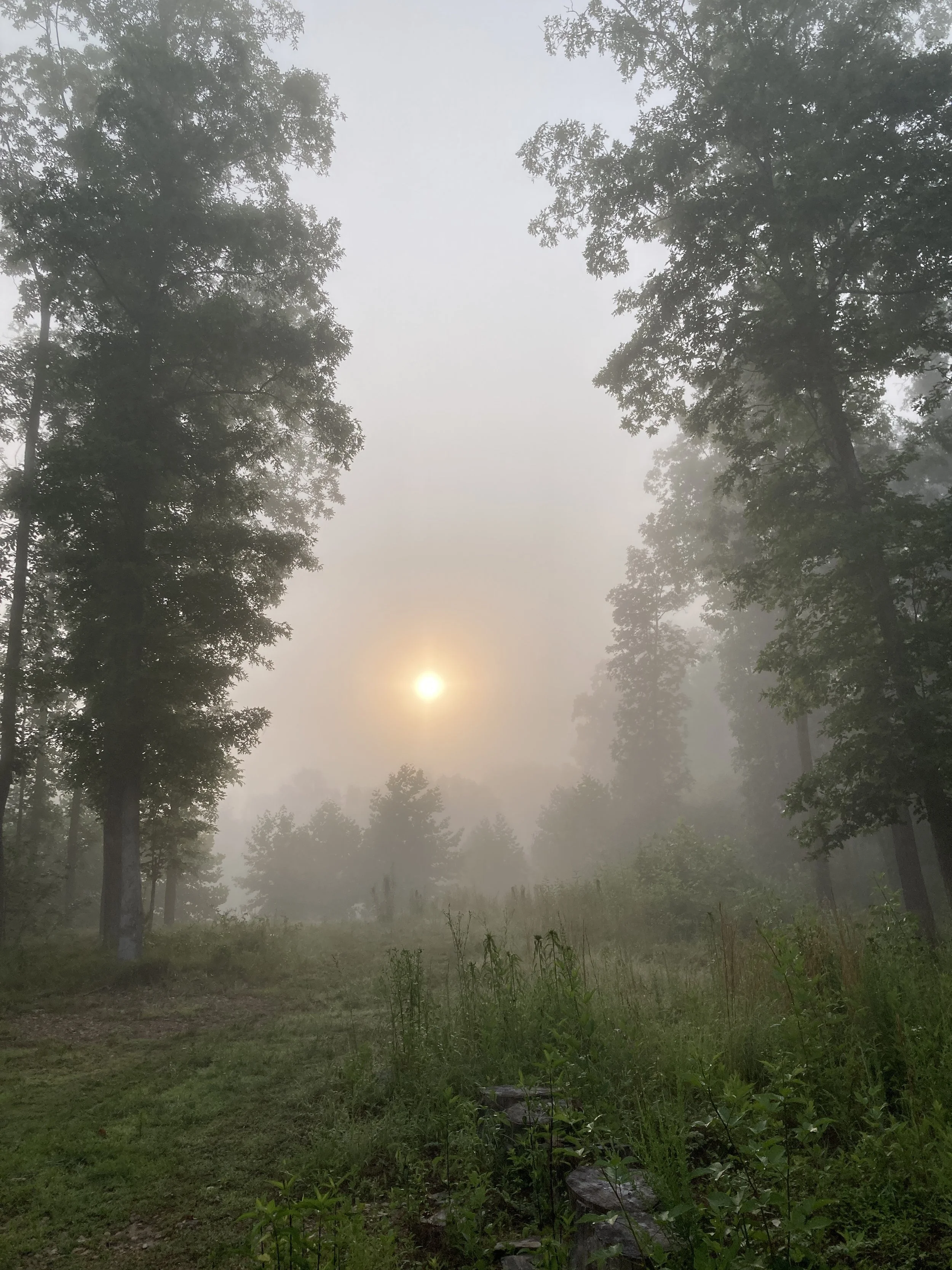 Fog sunrise trees