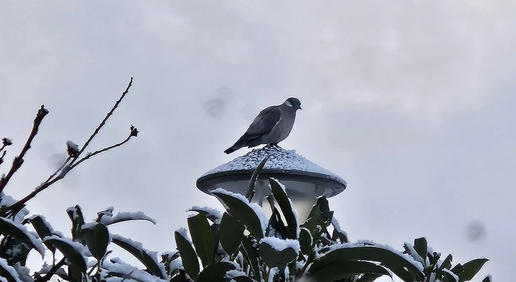As the Snow Falls…