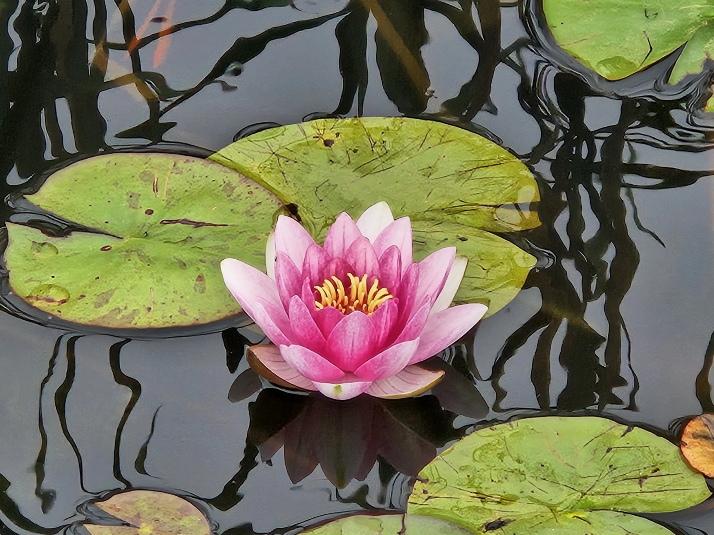 Decluttering, Mishaps, Gratitude and Staying Mindful&nbsp;