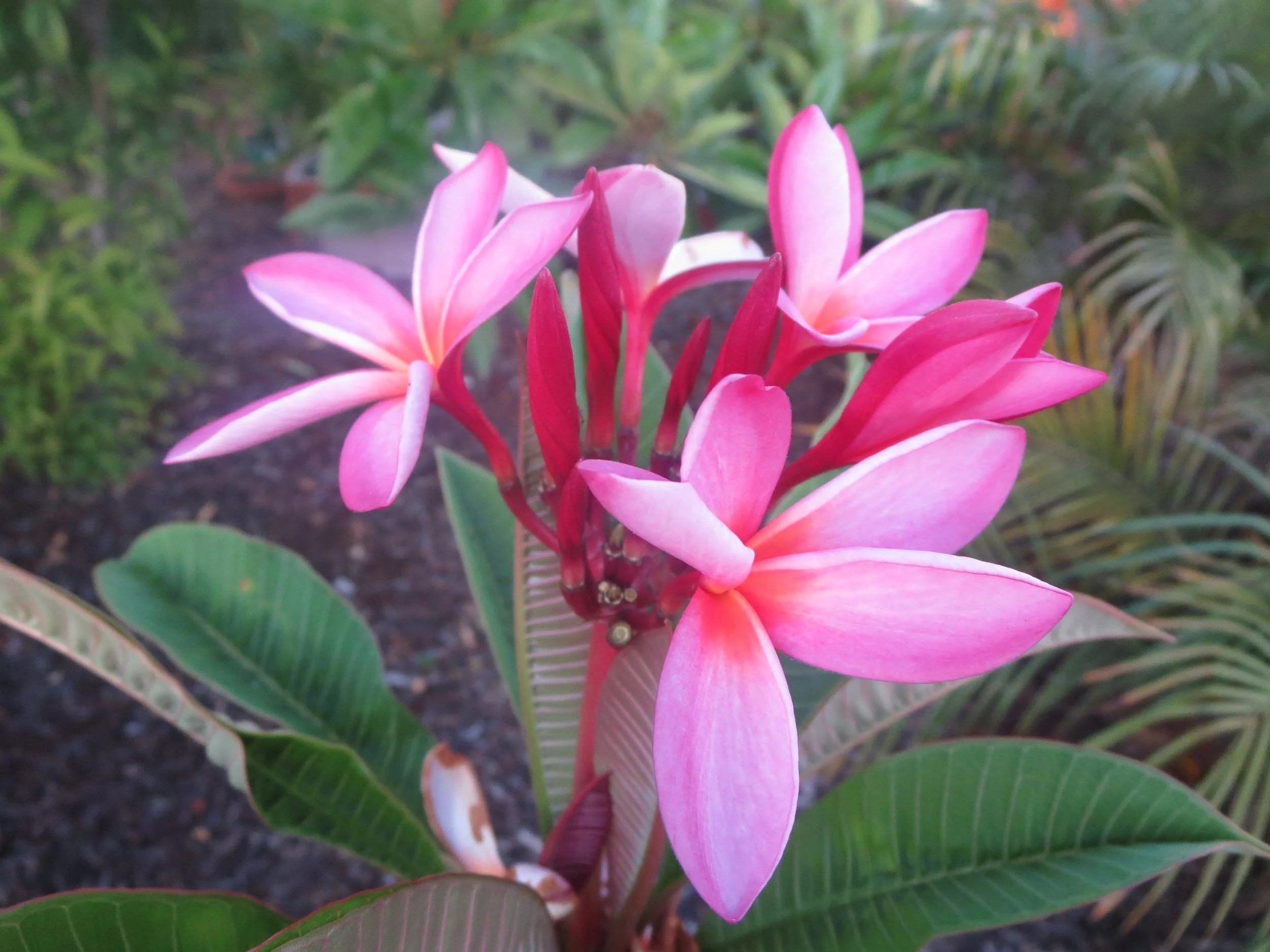 Lightening our Spirits and Surroundings: Decluttering