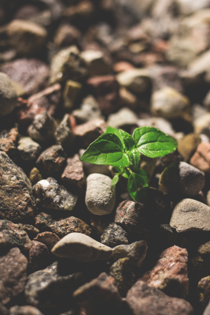 A small green plant with bright leaves growing among rocks and gravel.