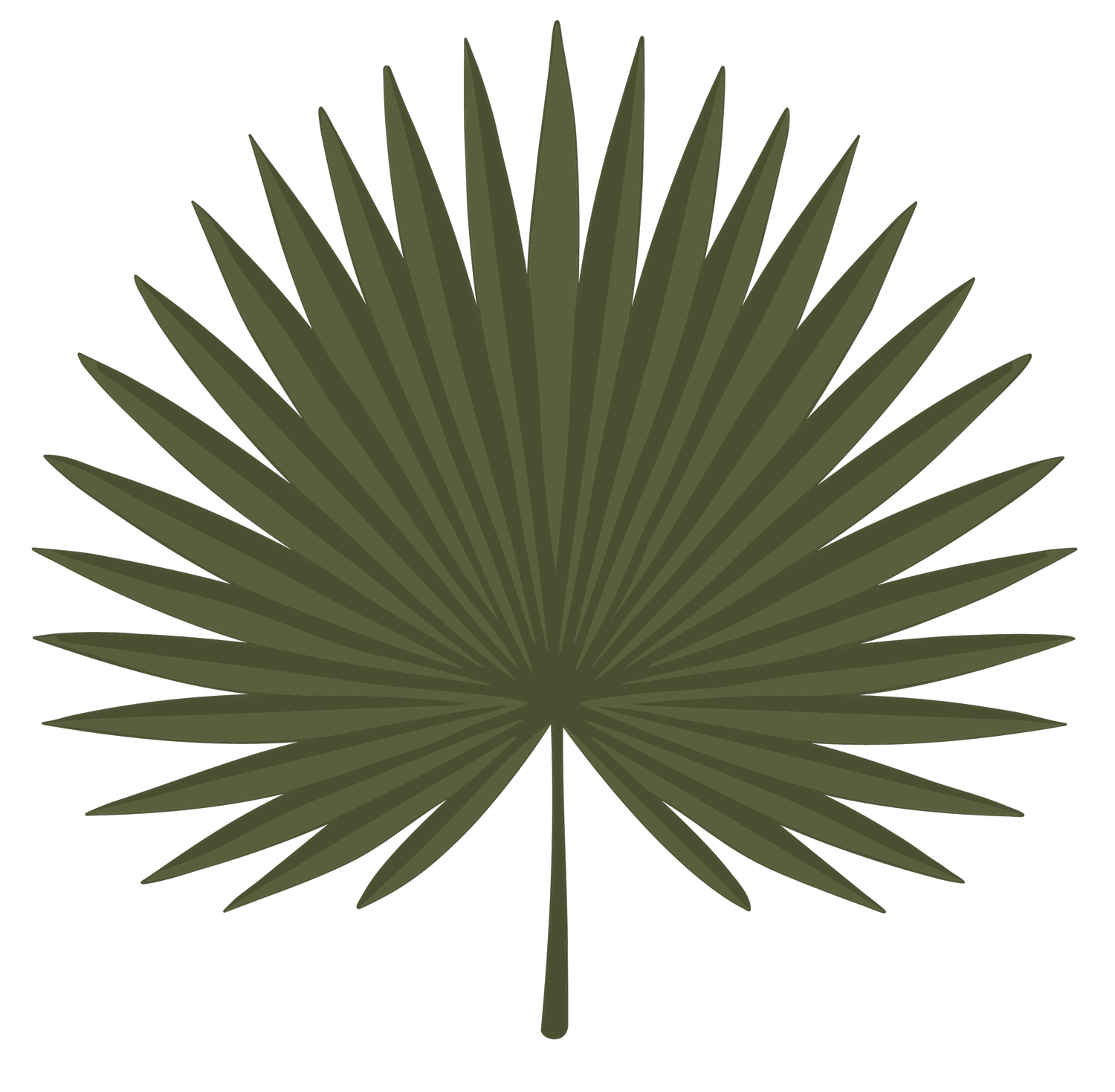 PALMETTO FAMILY DENTISTRY