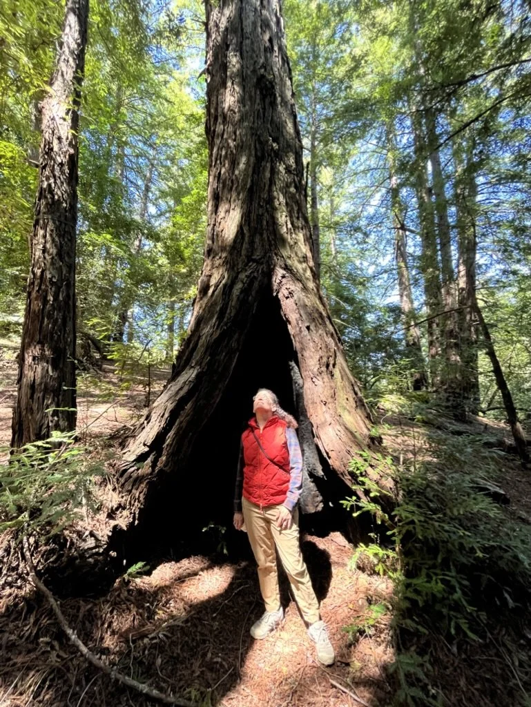 A woman standing in front of a large hollow tree trunk in a dense forest, wearing a red vest and beige pants, looking upward.