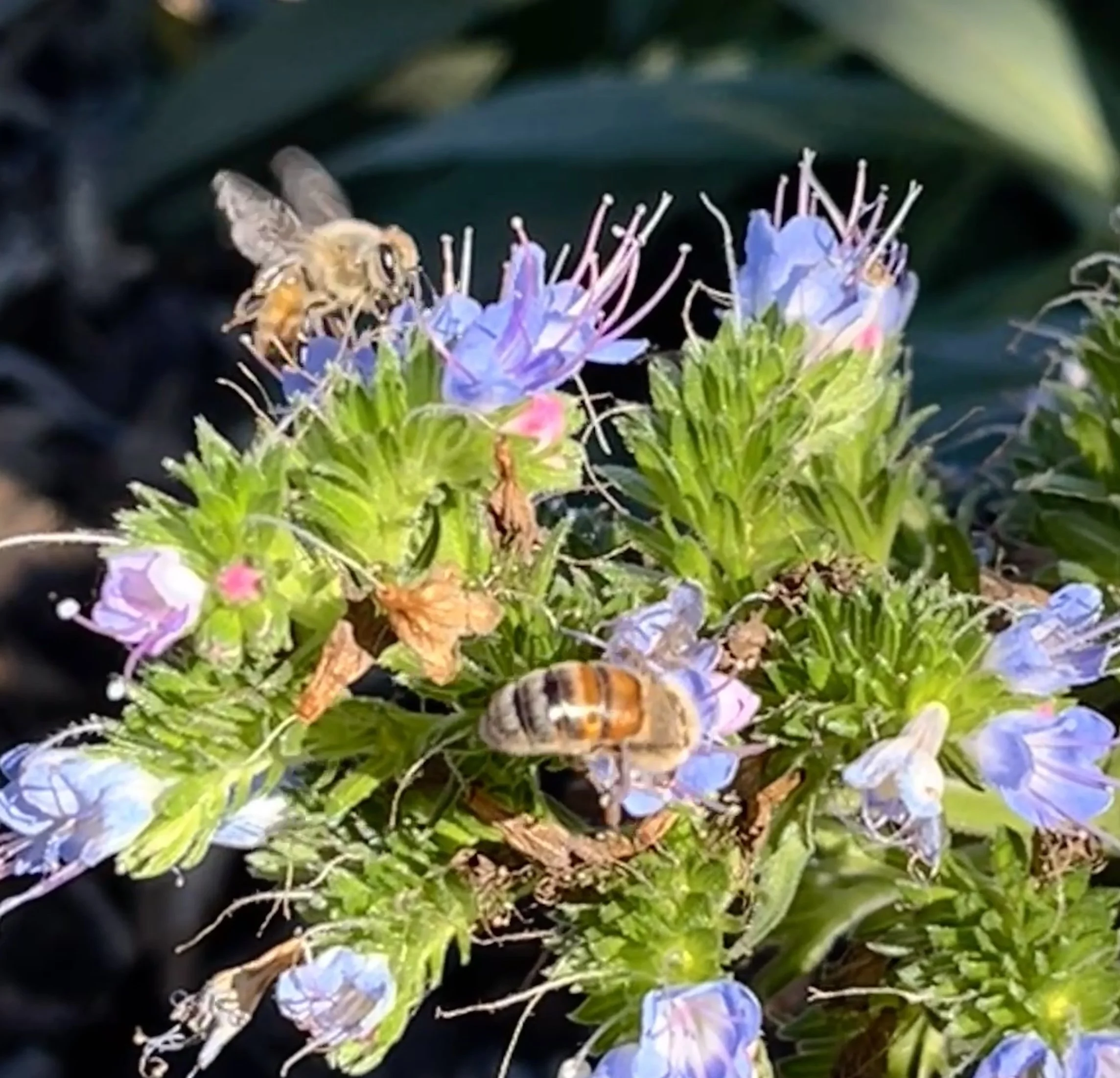 A honey bee collecting nectar from purple flowers on a green leafy plant.