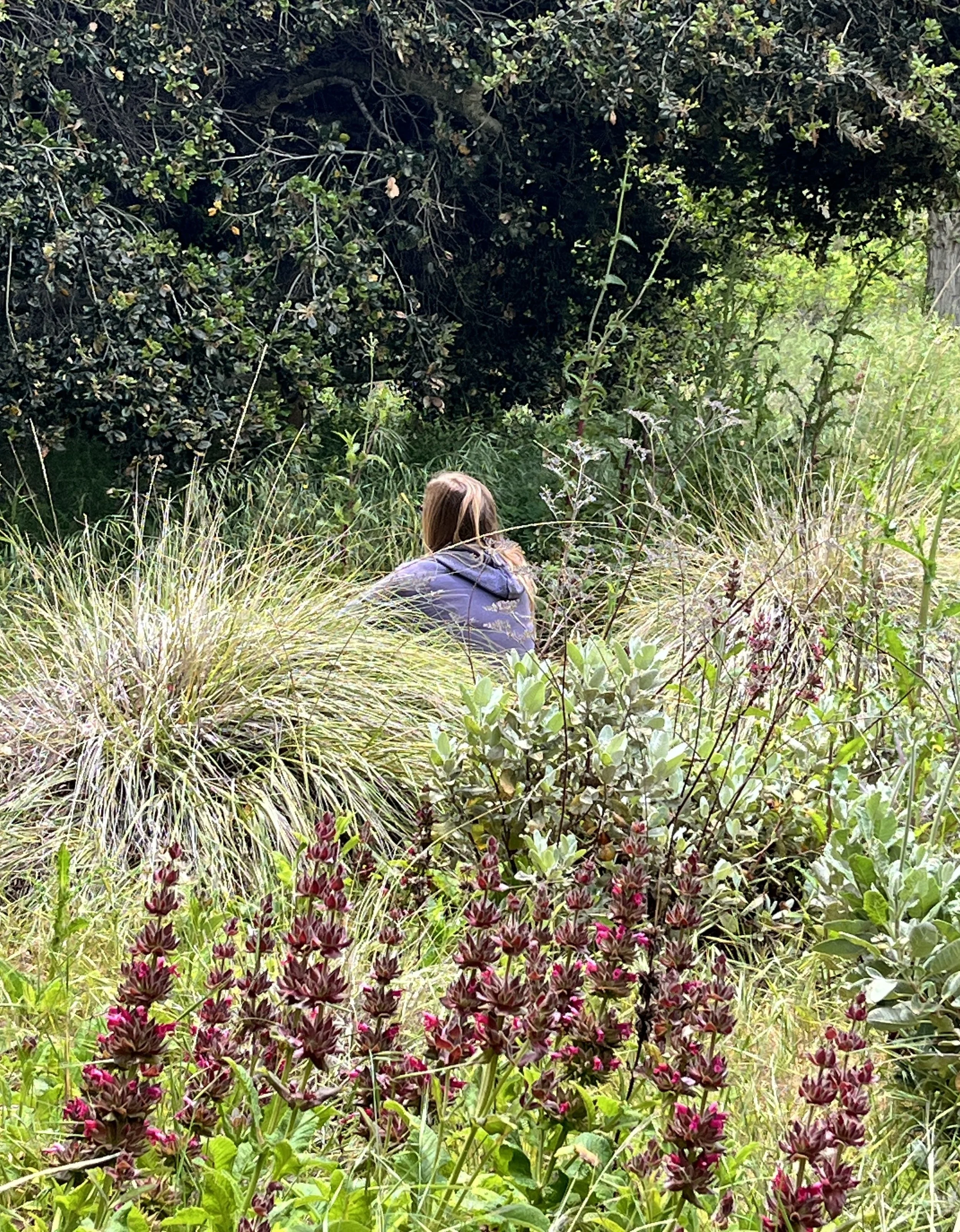 Person in a purple jacket sitting among dense green foliage and blooming plants with purple and pink flowers.