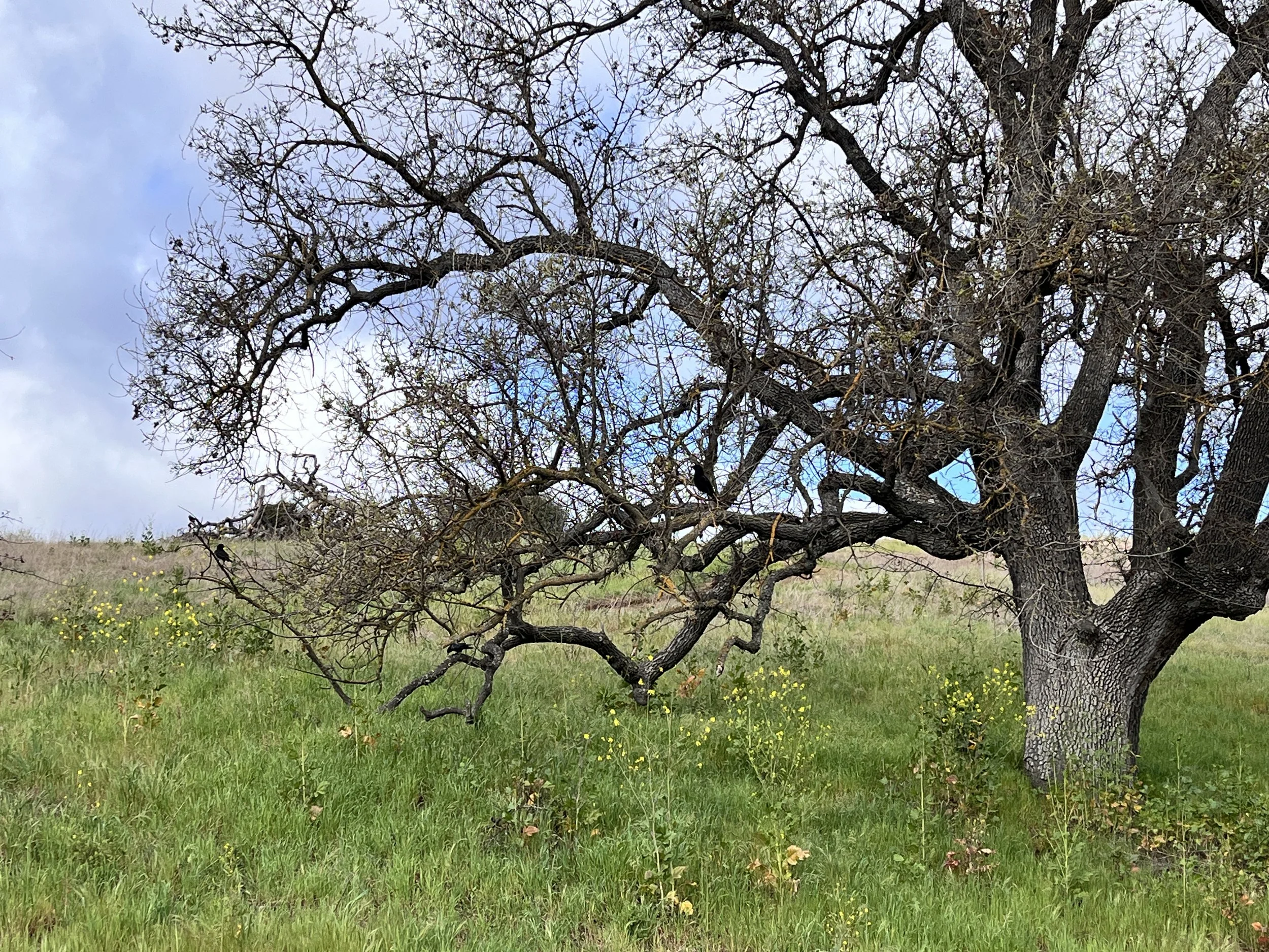 A leafless tree with dark, twisting branches standing in a grassy field with small yellow flowers. The sky is partly cloudy with patches of blue.