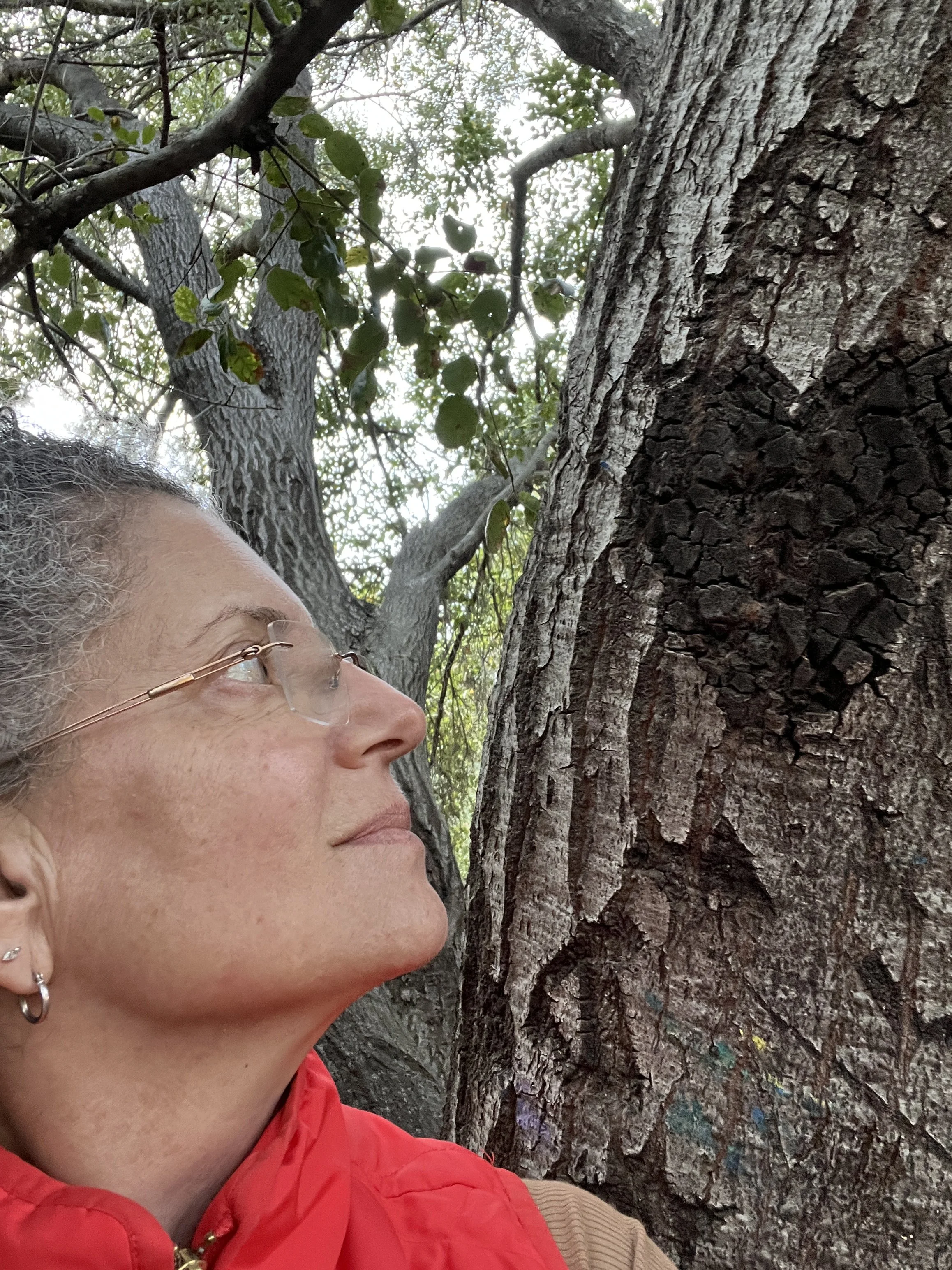 A woman with glasses and earrings in profile, standing close to a large tree trunk and looking up at the branches and leaves.