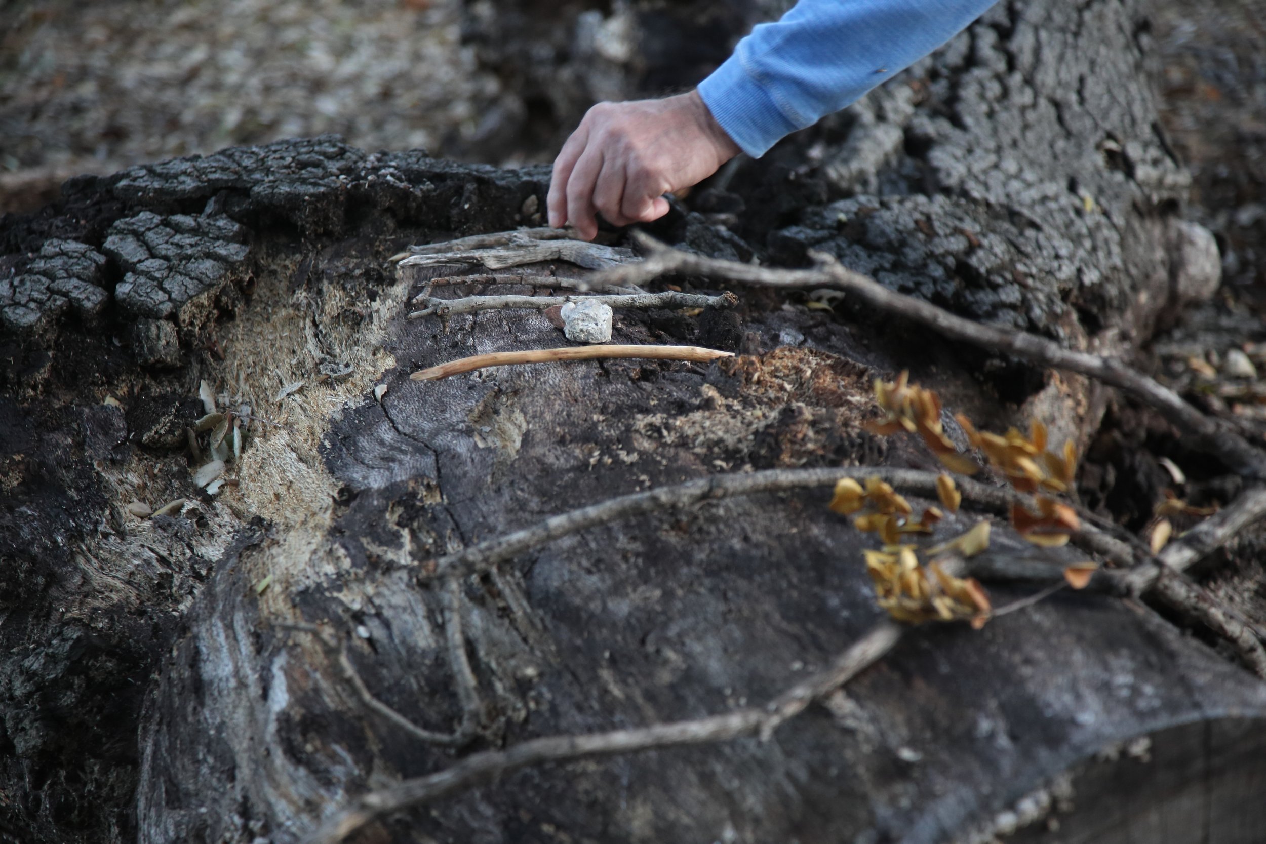 A person in a blue shirt is examining a fallen tree, which is charred from fire, on the ground with small plants and dry leaves around.