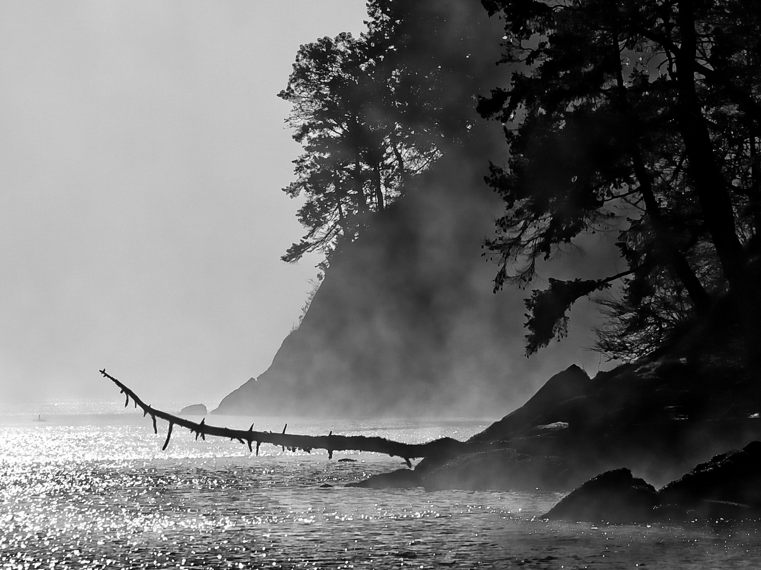 Future Driftwood