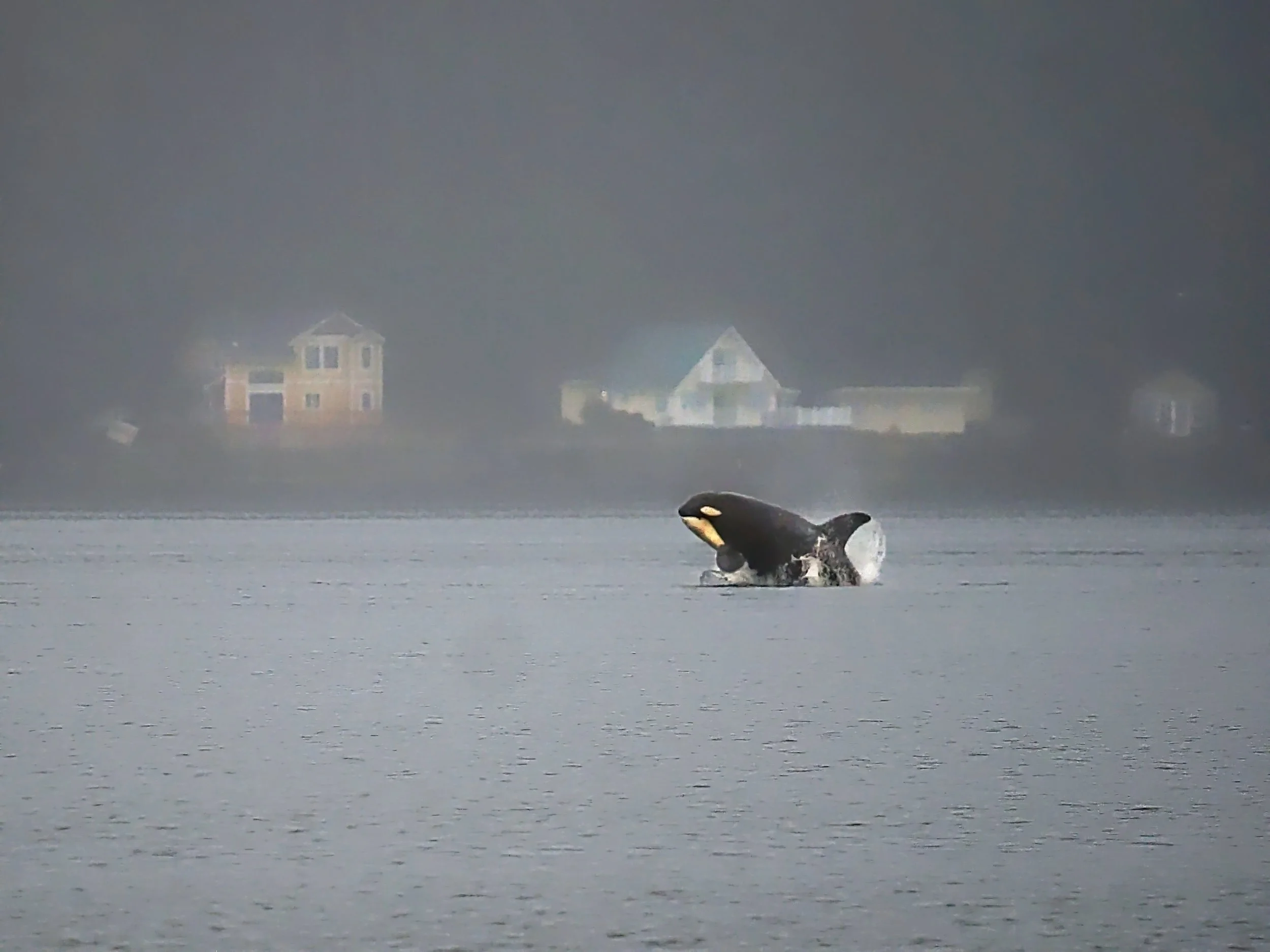 Breaching Orca, Union