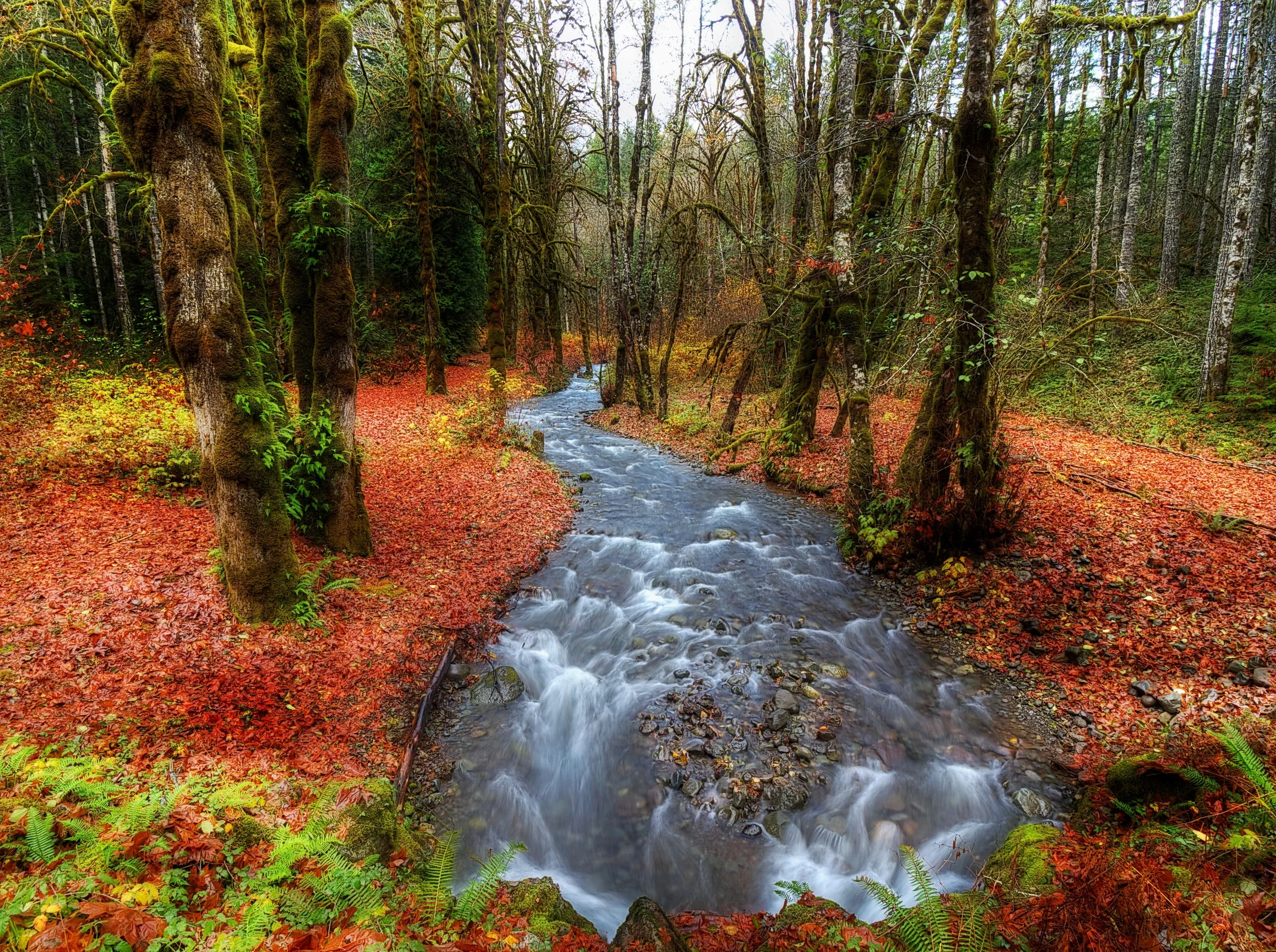 Lilliwaup Creek Autumn