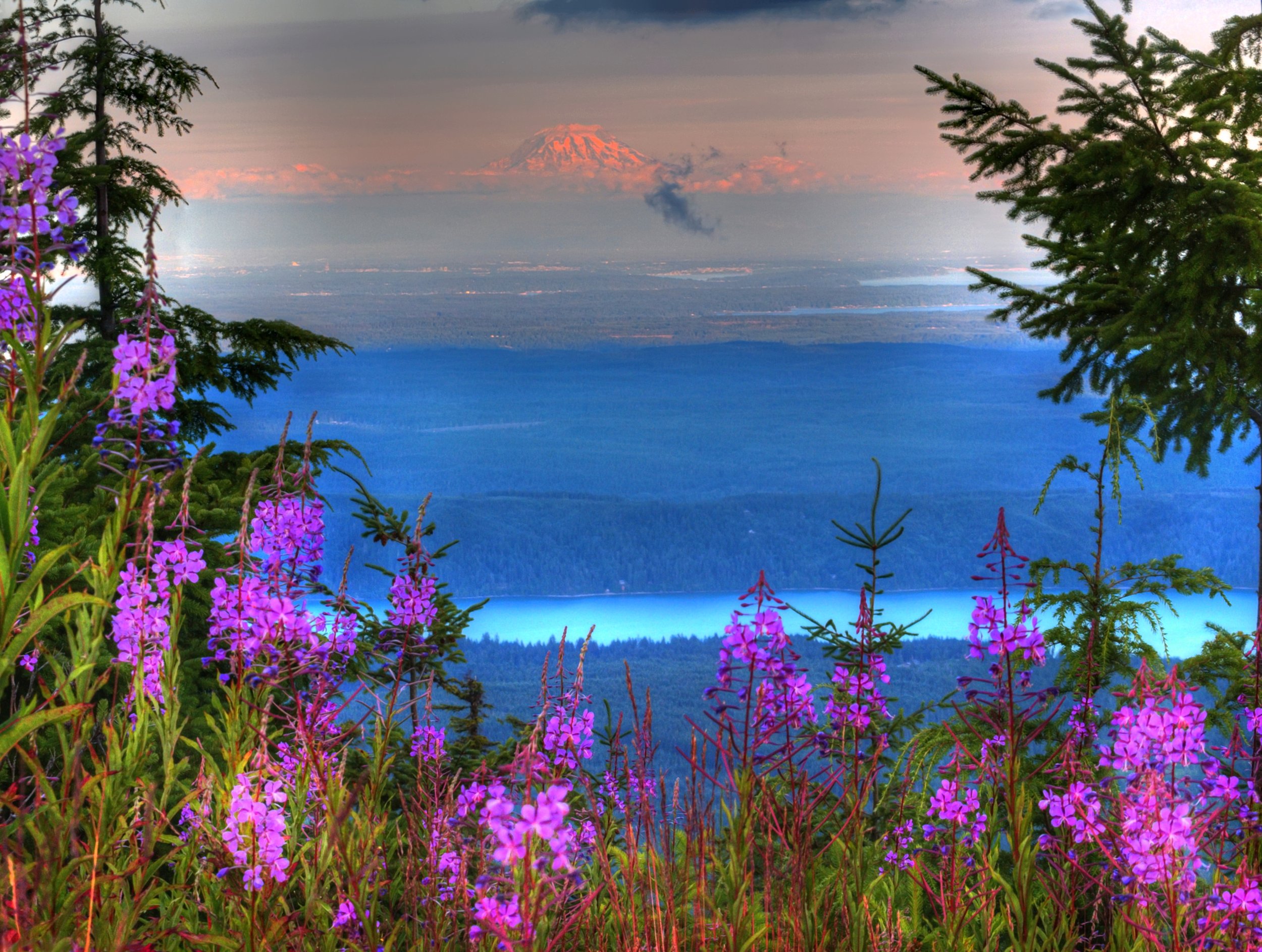 Fireweed, Hood Canal & Rainier