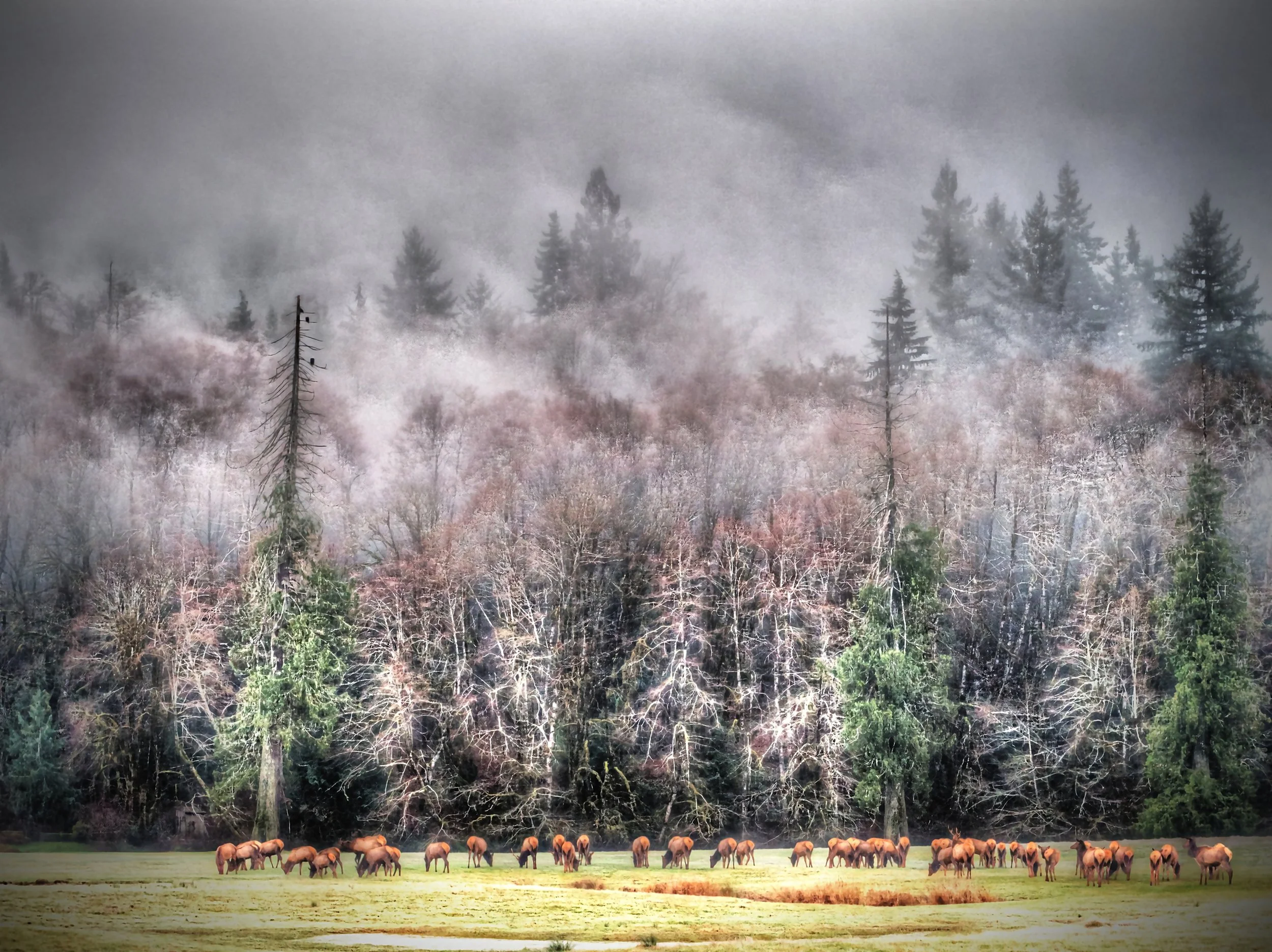 Eagles and Elk