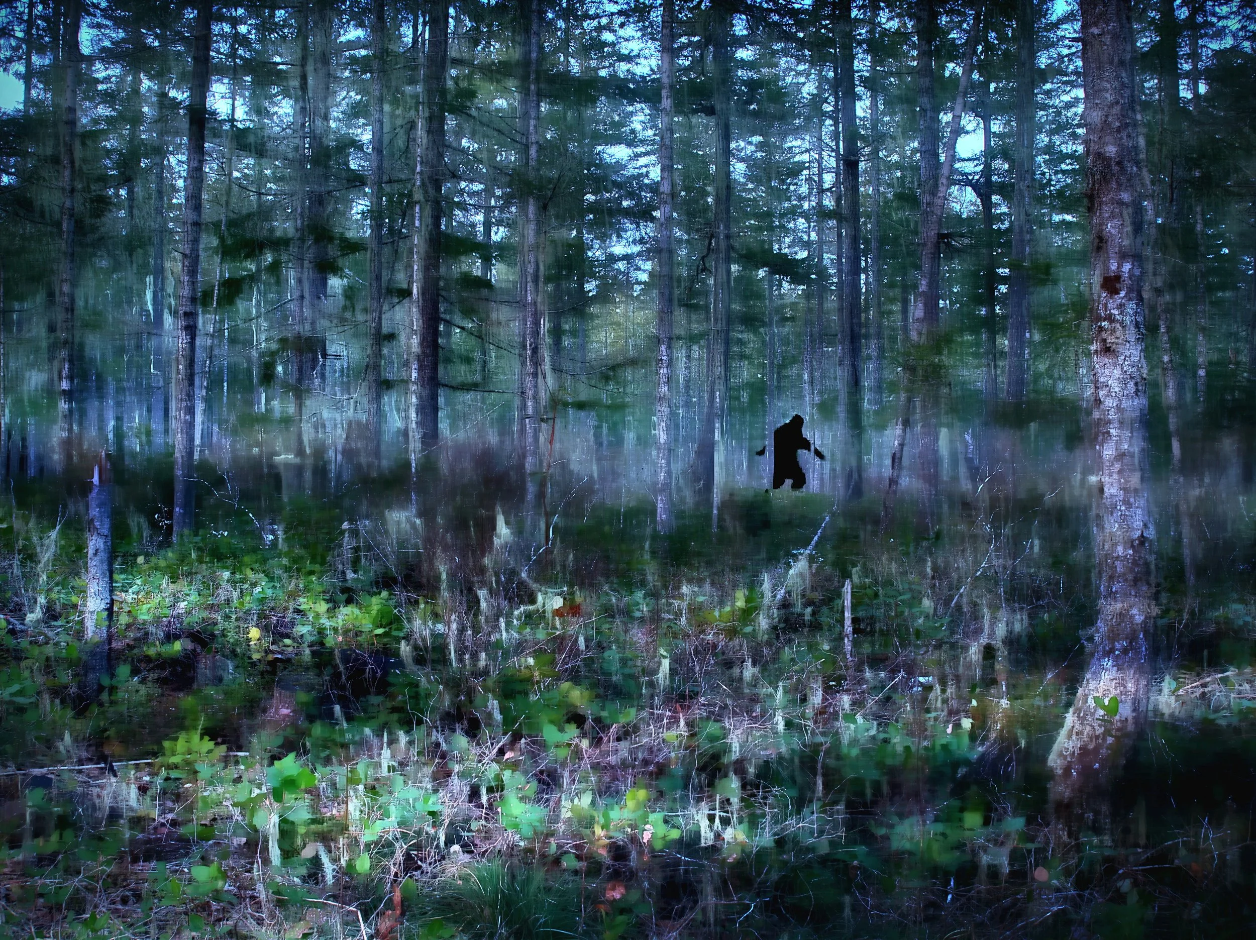 A Walk In The Woods