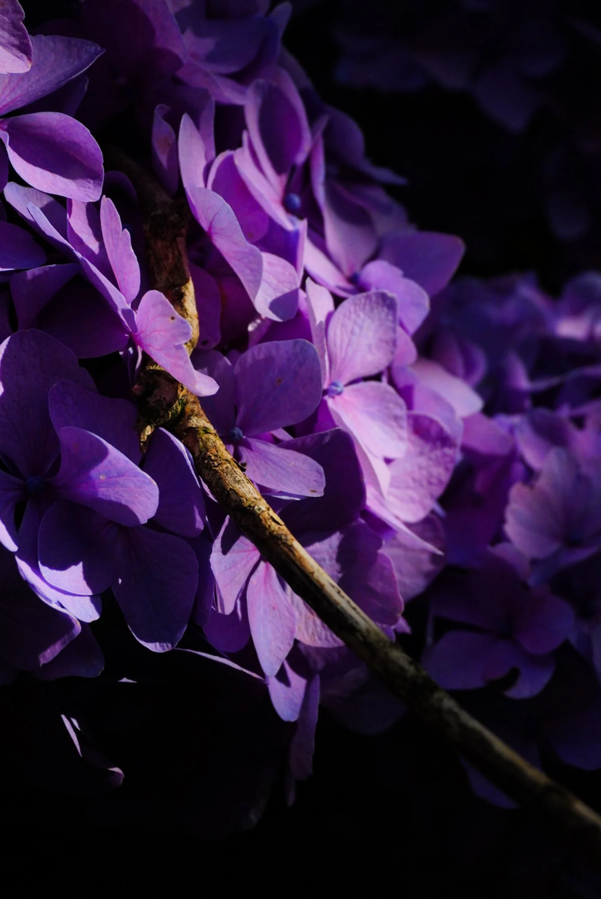 floral-studies-purple-hydrangea-two.jpg