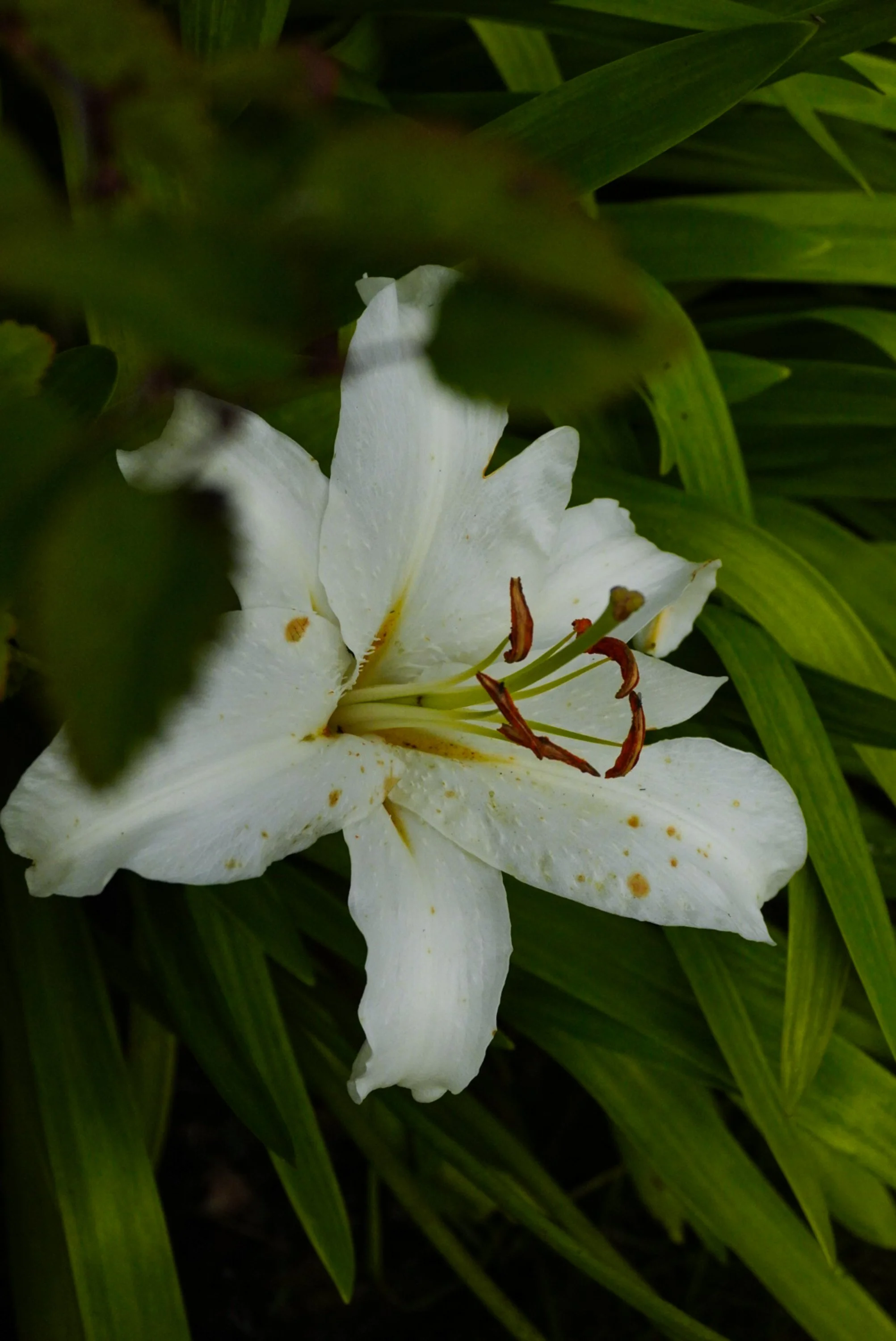 floral-studies-white-lily.jpg
