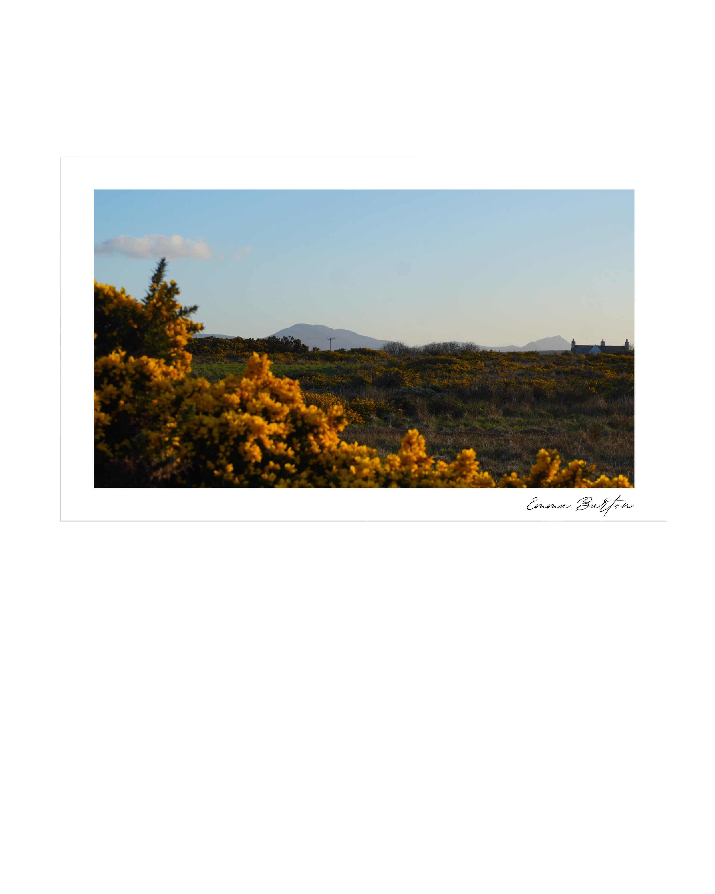 Landscape photo of Emma Burton Studio print of yellow flowering gorse bushes with distant mountains and a blue sky with a few clouds in the Scottish Highlands.