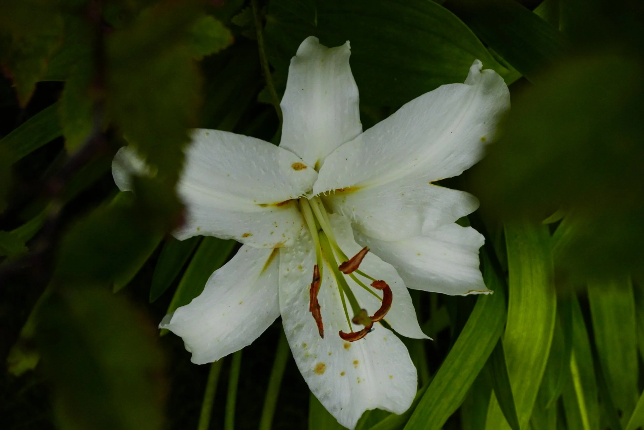 floral-studies-white-lily -landscape.jpg