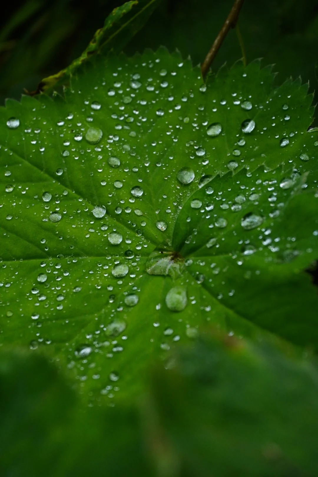 Close-up of a green leaf with water droplets on its surface in the Scottish Highlands, shot by Emma Burton Studio.