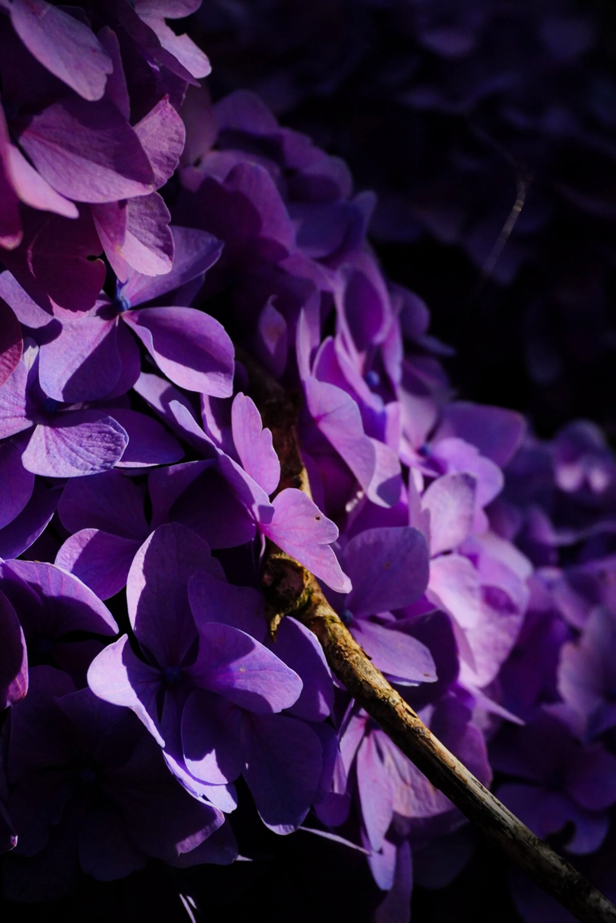 floral-studies-purple-hydrangea.jpg