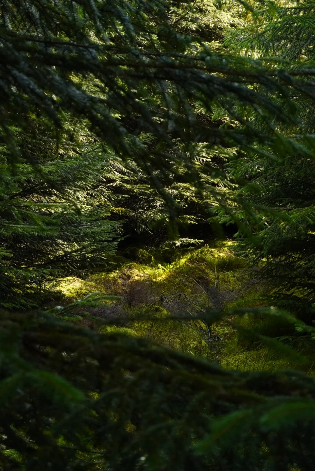 A dense forest with green trees and moss-covered ground, bathed in soft sunlight. Taken in the Scottish Highlands by Emma Burton Studio.