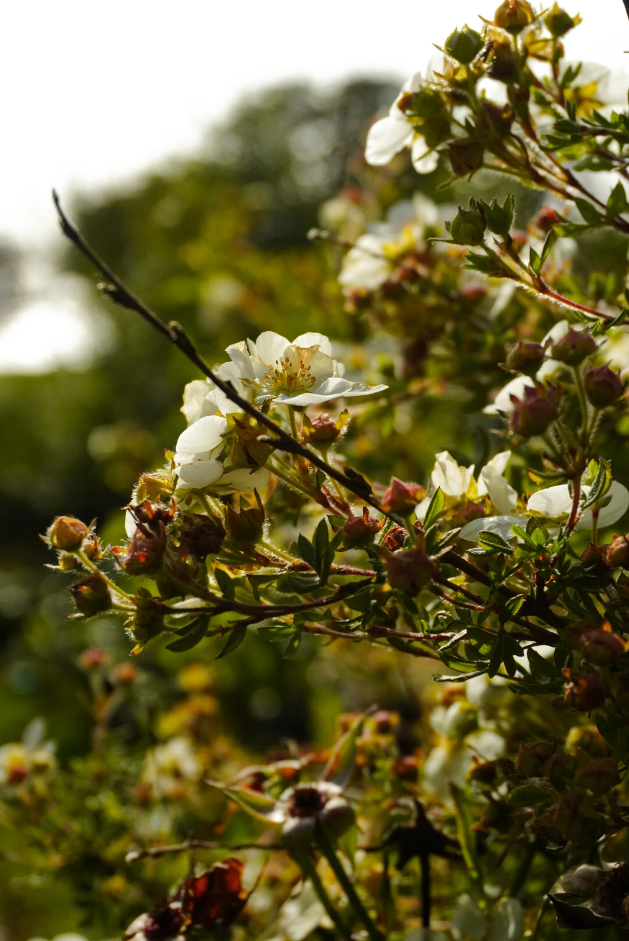 floral-studies-white-blossoms.jpg