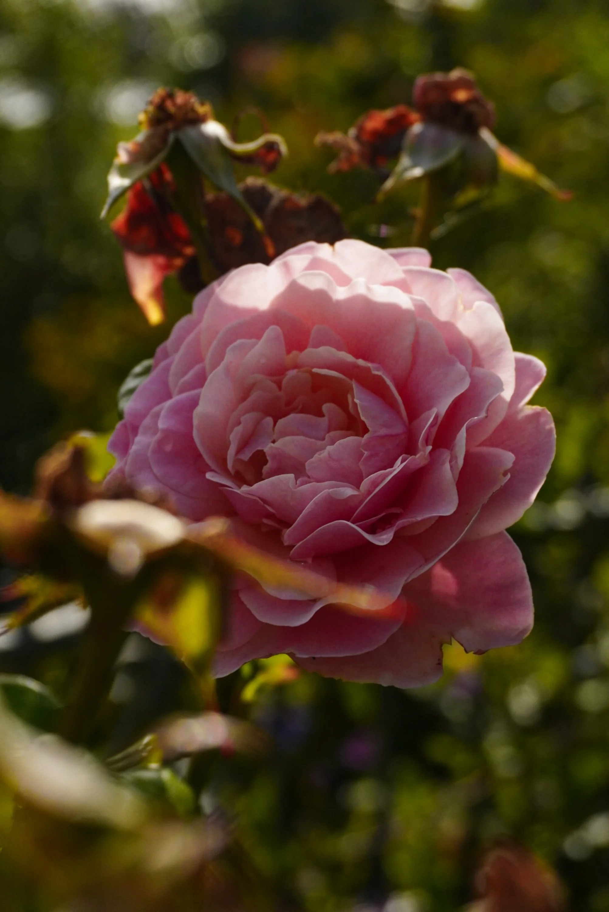 floral-studies-blushing-rose.jpg