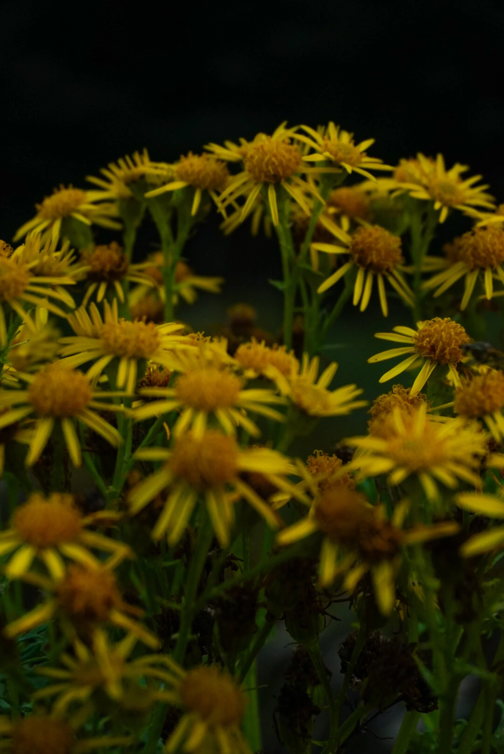 floral-studies-yellow-wildflowers.jpg