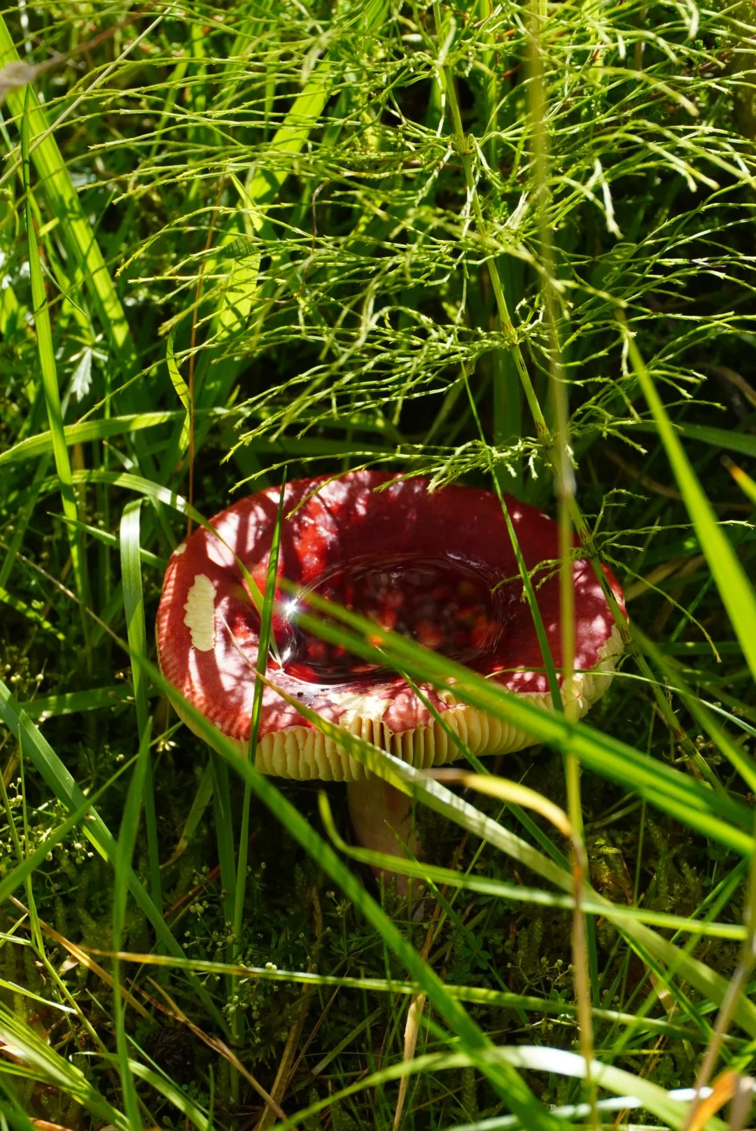 A red mushroom with white spots and a dip in the cap, growing in a patch of green grass and plants in the Scottish Highlands, shot under golden hour by Emma Burton Studio.