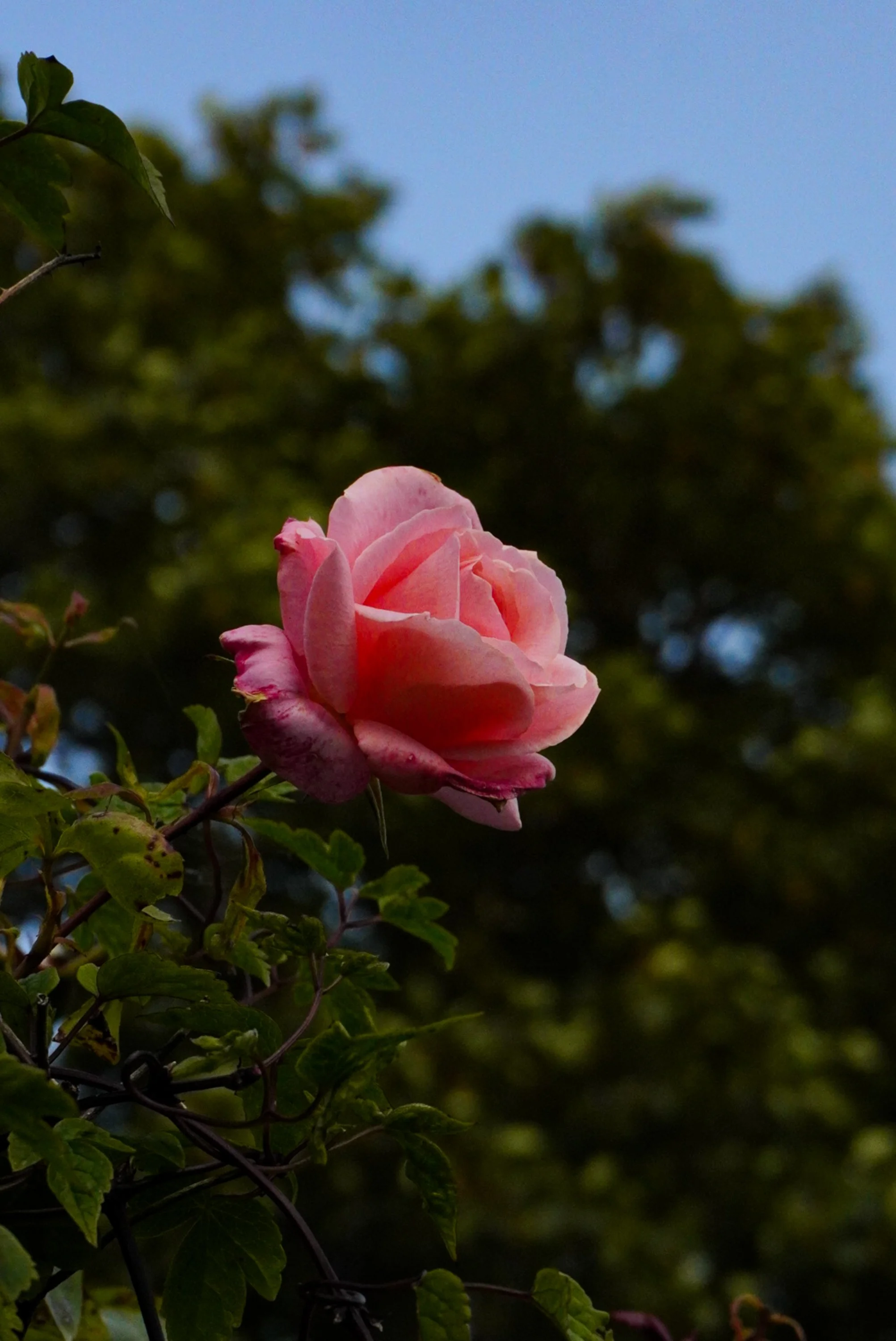 floral-studies-pink-rose.jpg
