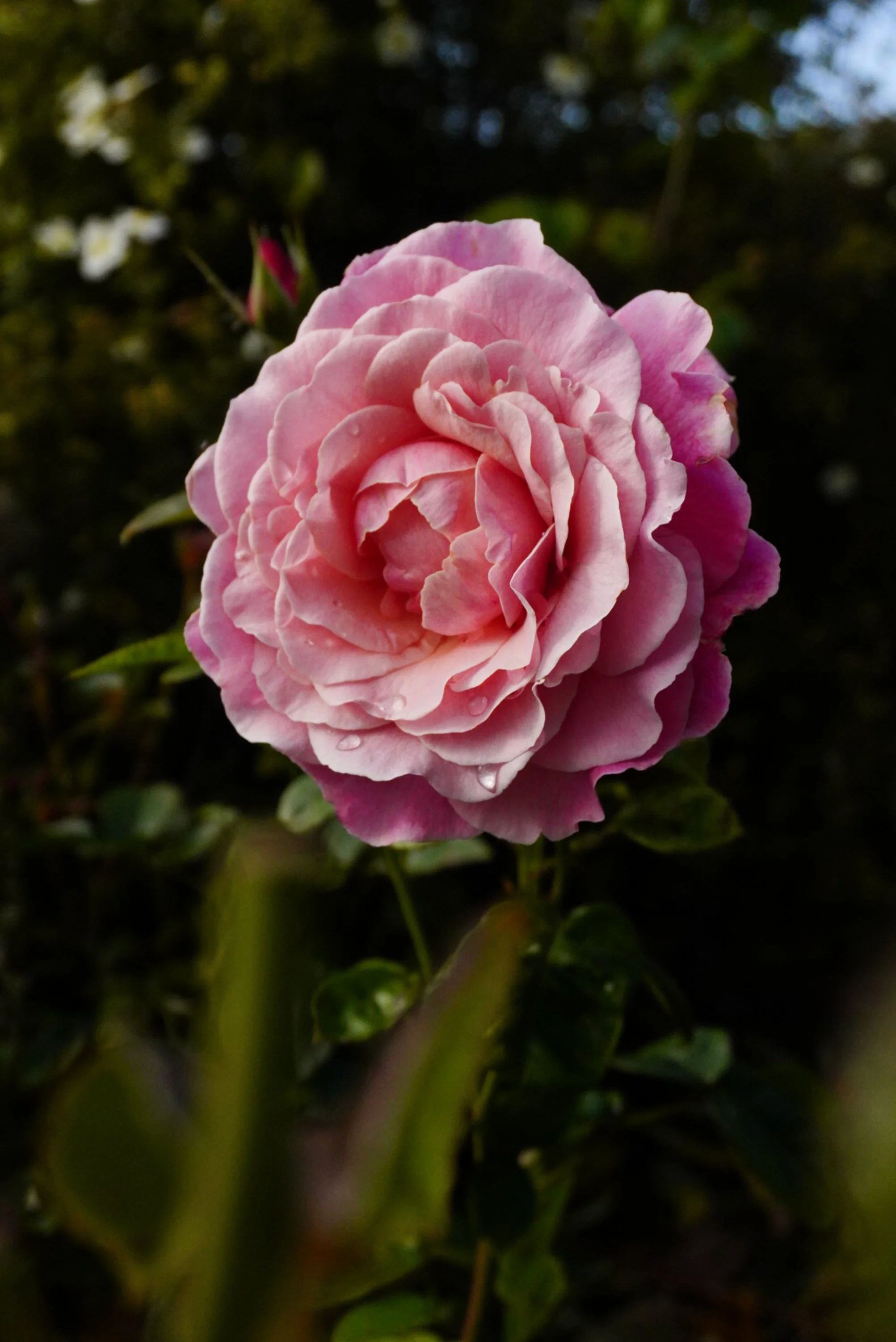 floral-studies-dewy-rose.jpg