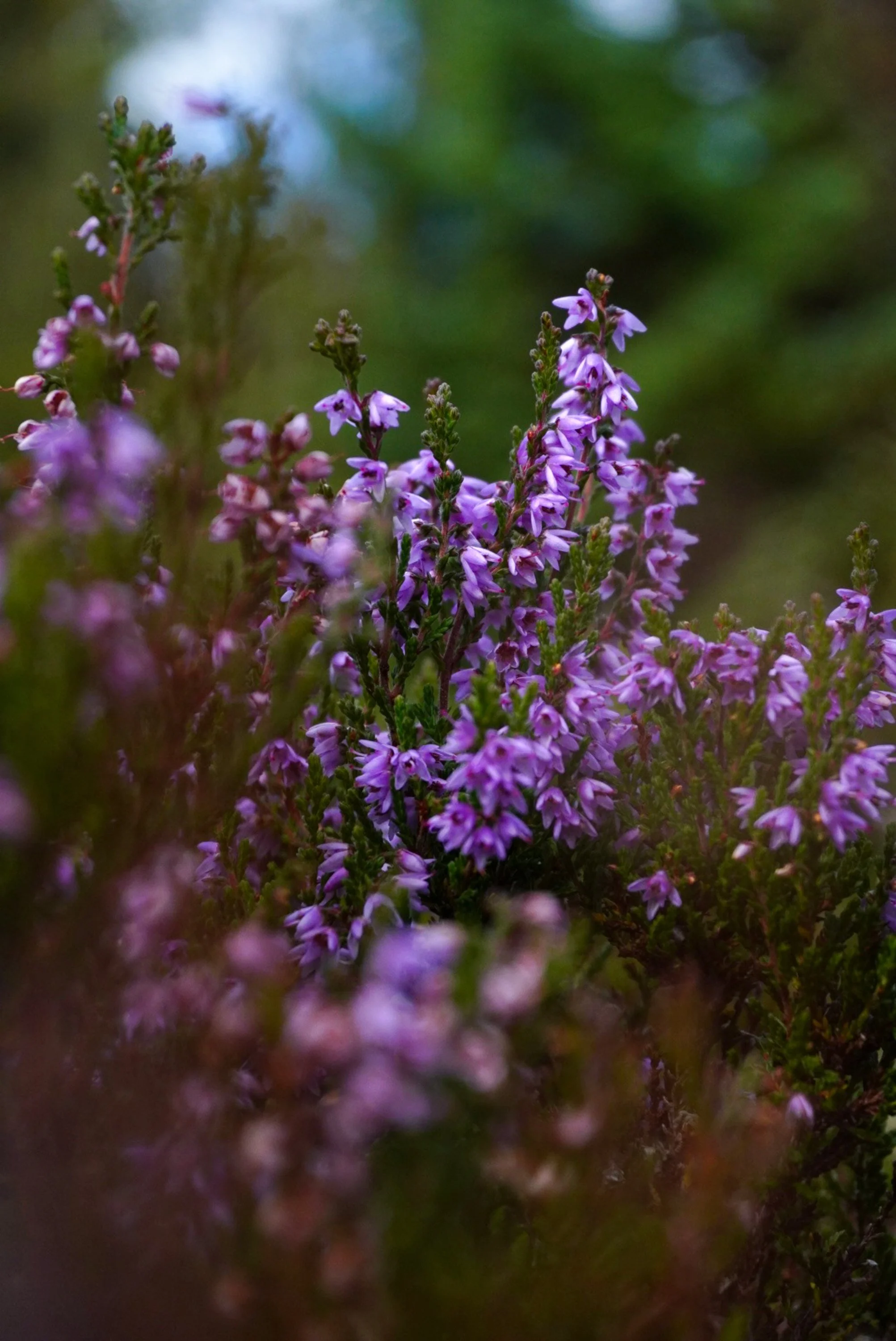 floral-studies-purple-heather.jpg