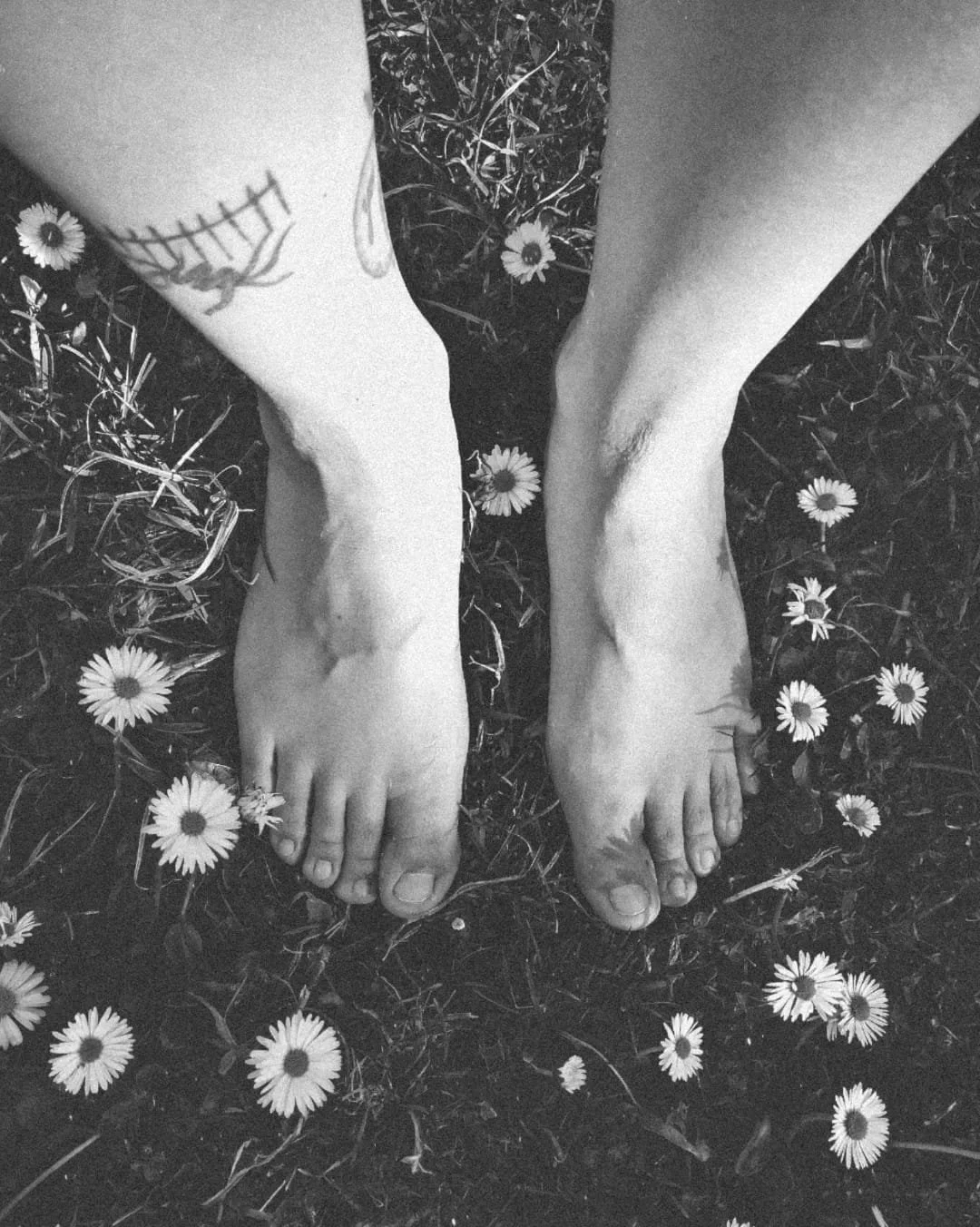 Black and white photo of bare feet on grass surrounded by daisies, with a tattoo of a fence on the left ankle.