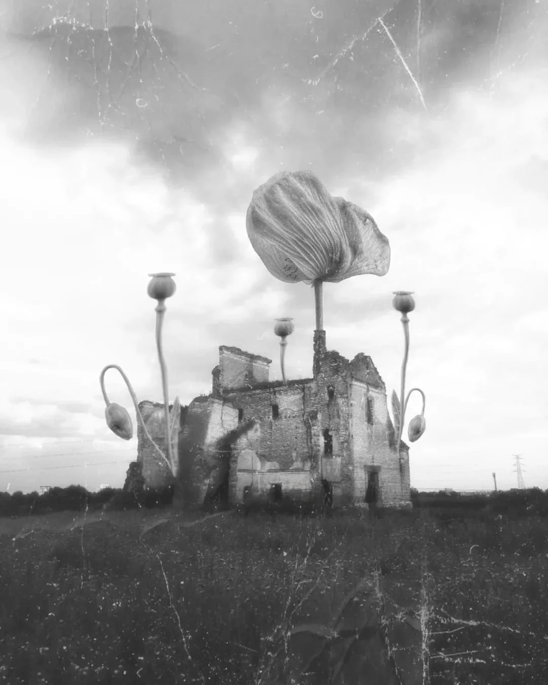 templo abandonado, surrealismo, blanco y negro, collage digital, leganés, flores surrealistas, urbex, madrid, templo abandonado, catedral abandonda, monasterio, flores gigantes, flores grandes, collage digital, amapola, día nublado