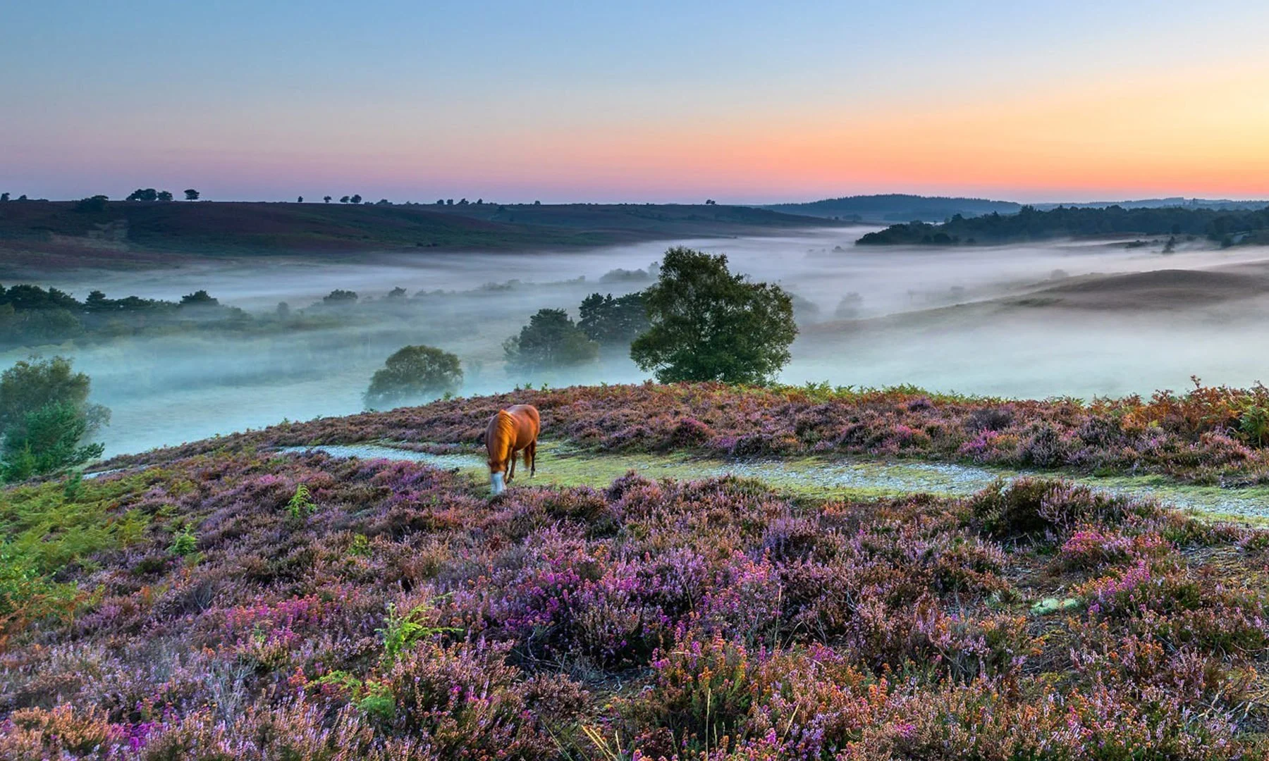 The Hotel Guru on comfort, character and quiet luxury in the New Forest
