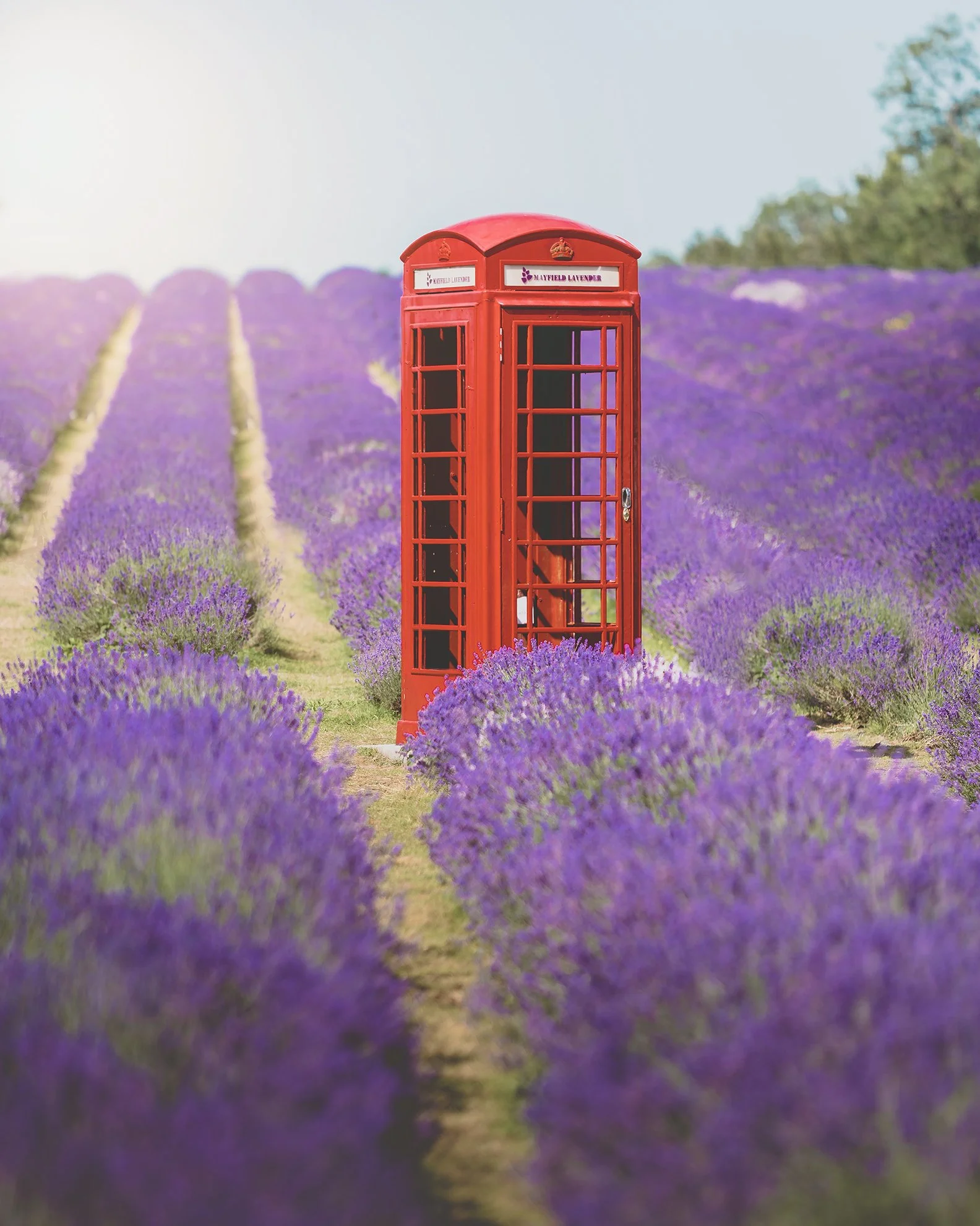 Mayfield Lavender Farm Reopens for Summer&nbsp;2026