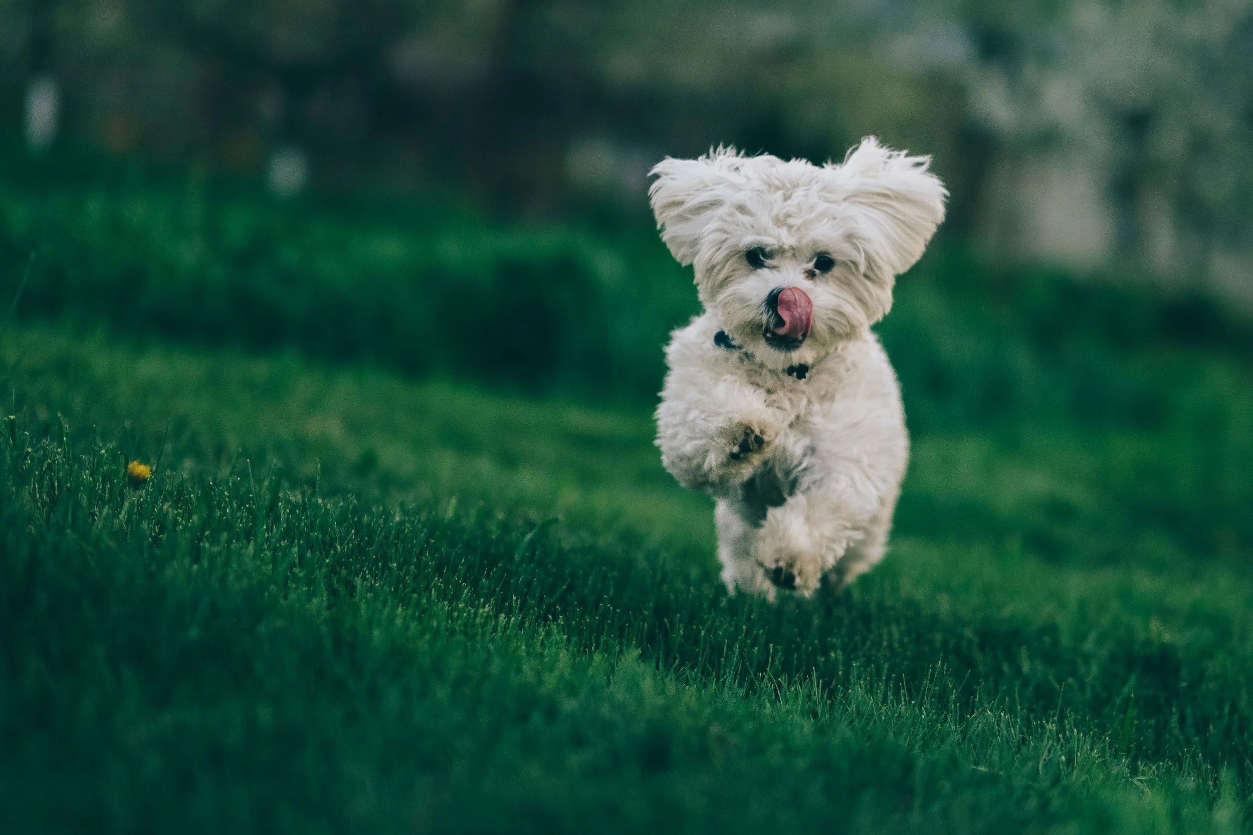 A small fluffy white dog running on green grass with a blurred dark green background, licking its nose.